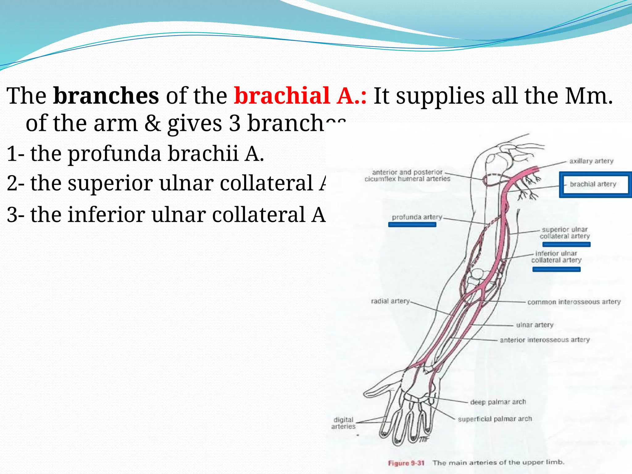 The branches of the brachial A.: It supplies all the Mm.
of the arm & gives 3 branches
1- the profunda brachii A.
2- the superior ulnar collateral A.
3- the inferior ulnar collateral A.
 