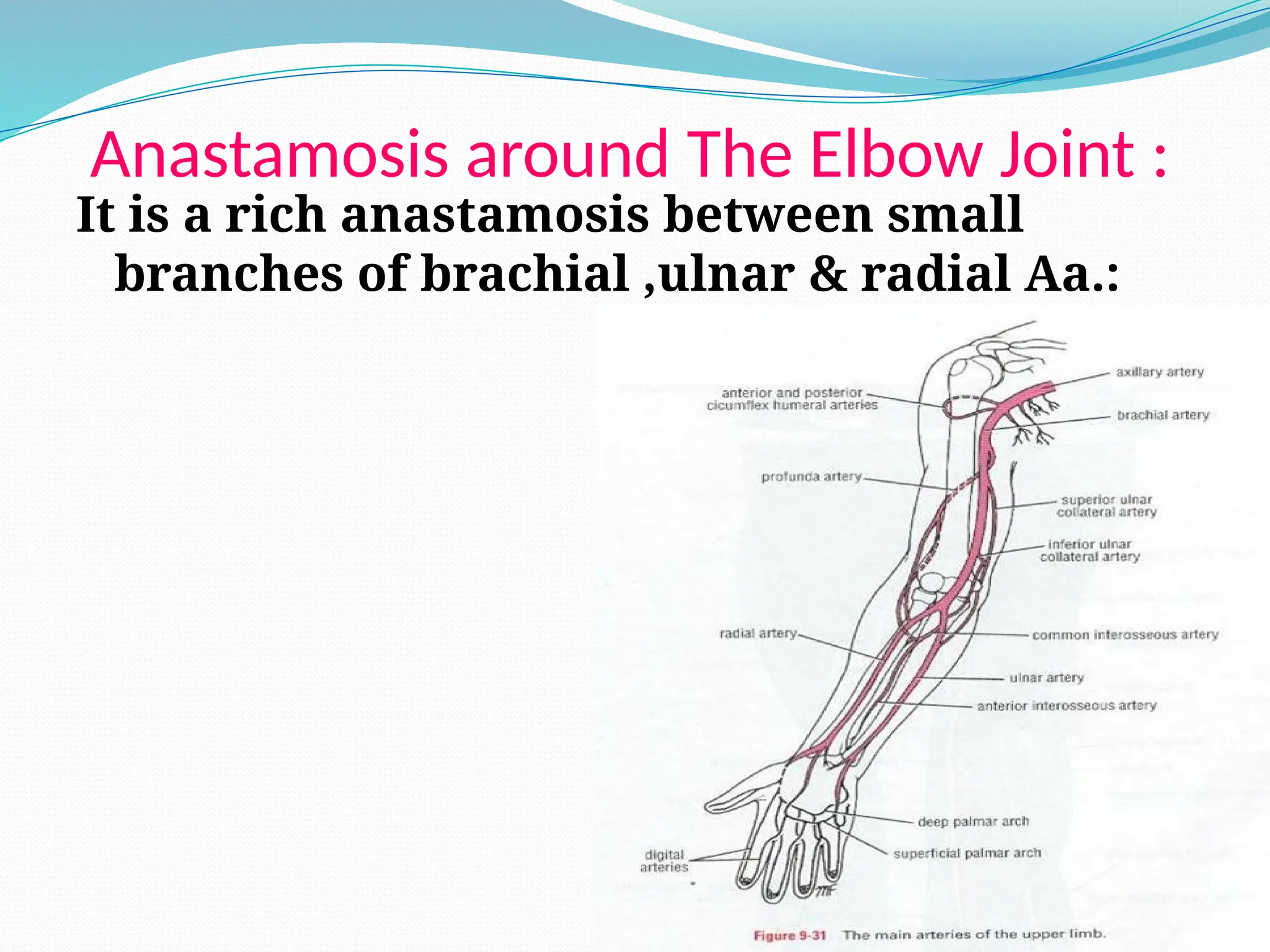 Anastamosis around The Elbow Joint :
It is a rich anastamosis between small
branches of brachial ,ulnar & radial Aa.:
 