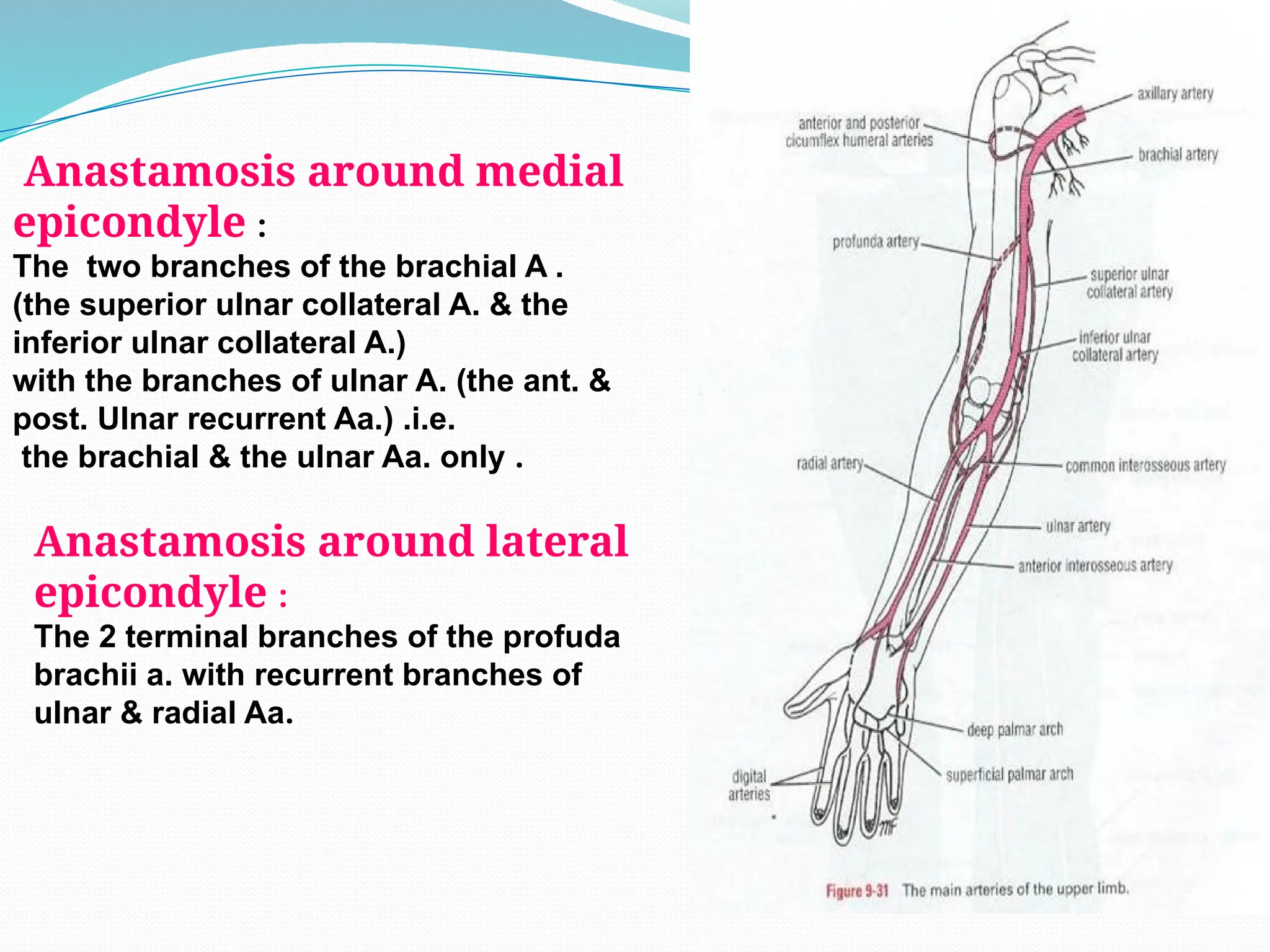 Anastamosis around medial
epicondyle :
The two branches of the brachial A .
(the superior ulnar collateral A. & the
inferior ulnar collateral A.)
with the branches of ulnar A. (the ant. &
post. Ulnar recurrent Aa.) .i.e.
the brachial & the ulnar Aa. only .
Anastamosis around lateral
epicondyle :
The 2 terminal branches of the profuda
brachii a. with recurrent branches of
ulnar & radial Aa.
 