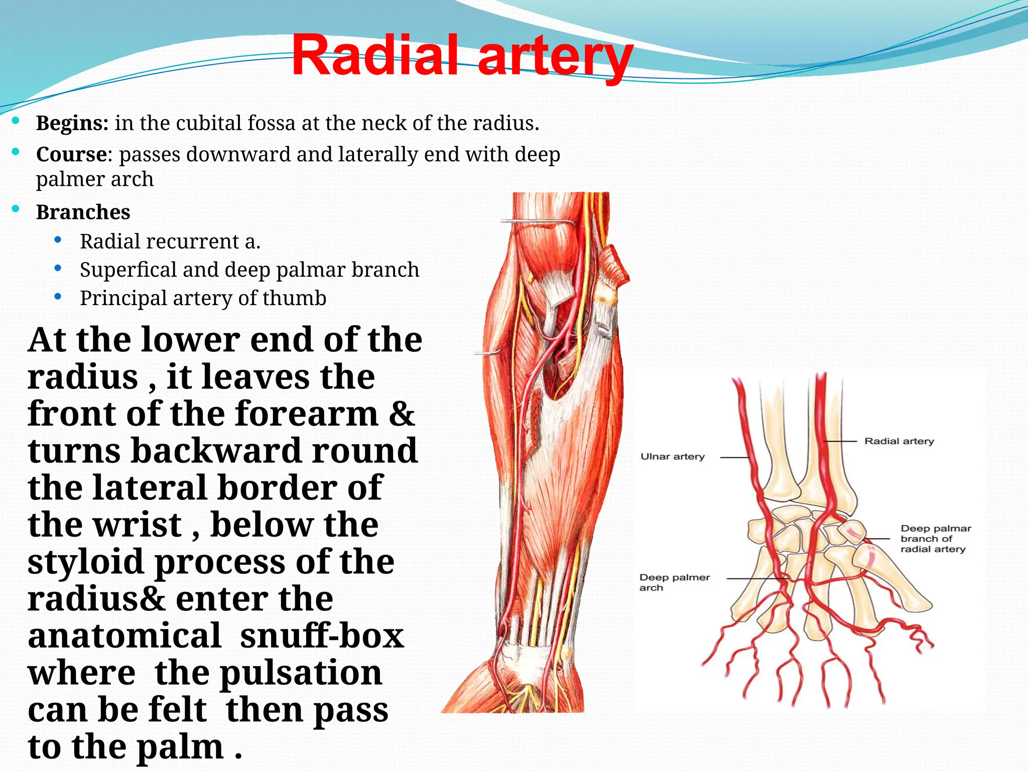 Radial artery
 Begins: in the cubital fossa at the neck of the radius.
 Course: passes downward and laterally end with deep
palmer arch
 Branches
 Radial recurrent a.
 Superfical and deep palmar branch
 Principal artery of thumb
At the lower end of the
radius , it leaves the
front of the forearm &
turns backward round
the lateral border of
the wrist , below the
styloid process of the
radius& enter the
anatomical snuff-box
where the pulsation
can be felt then pass
to the palm .
 