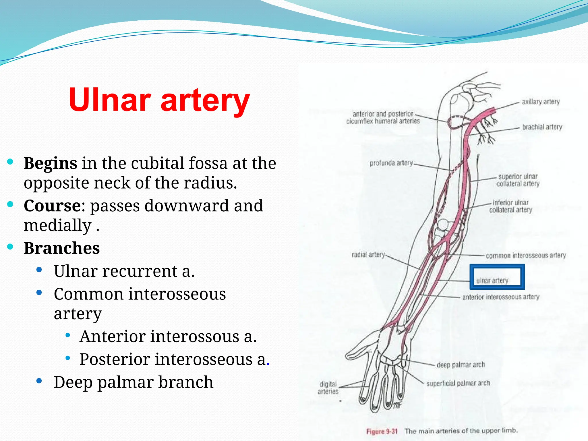 Ulnar artery
 Begins in the cubital fossa at the
opposite neck of the radius.
 Course: passes downward and
medially .
 Branches
 Ulnar recurrent a.
 Common interosseous
artery
 Anterior interossous a.
 Posterior interosseous a.
 Deep palmar branch
 