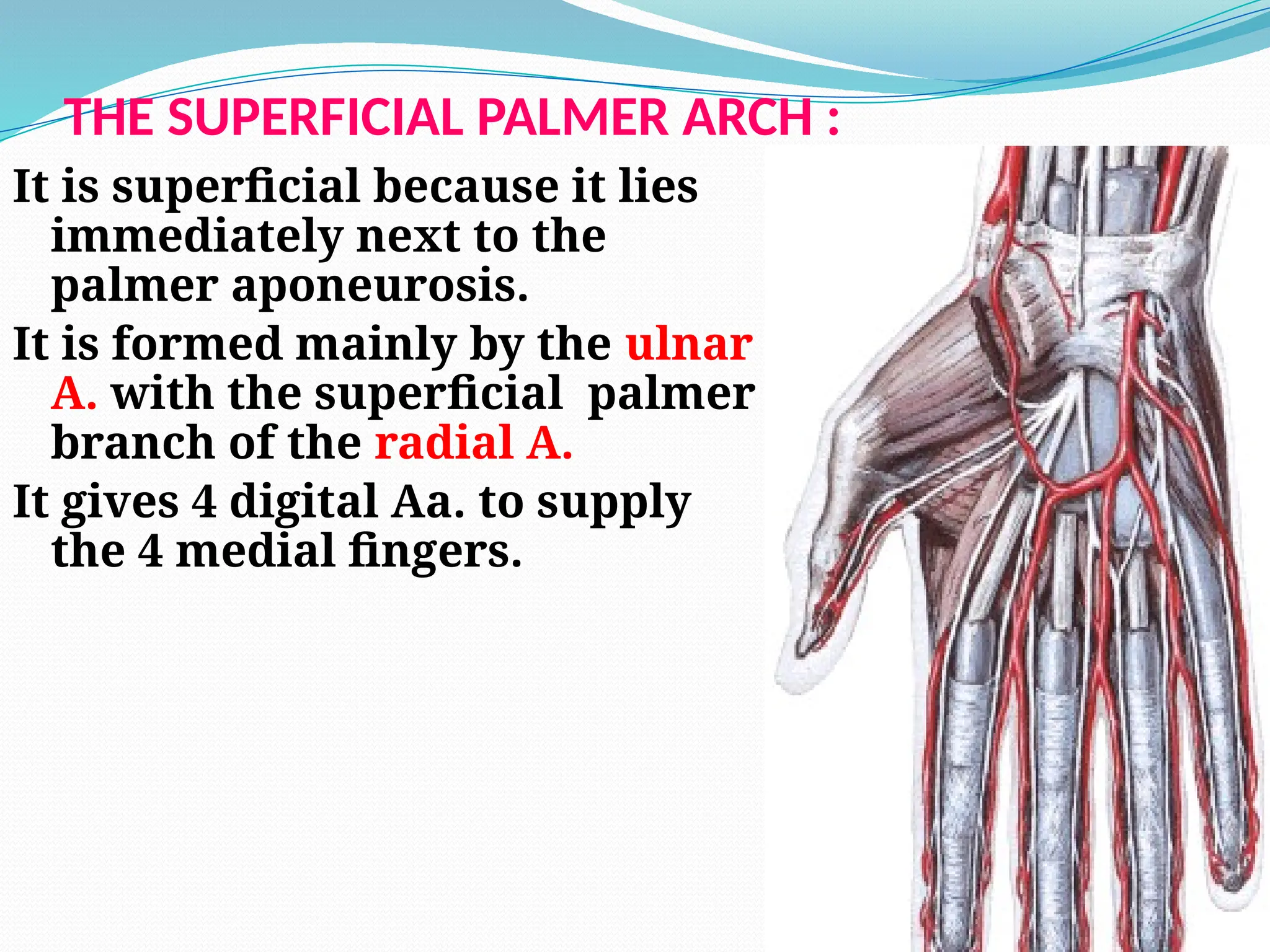 THE SUPERFICIAL PALMER ARCH :
It is superficial because it lies
immediately next to the
palmer aponeurosis.
It is formed mainly by the ulnar
A. with the superficial palmer
branch of the radial A.
It gives 4 digital Aa. to supply
the 4 medial fingers.
 