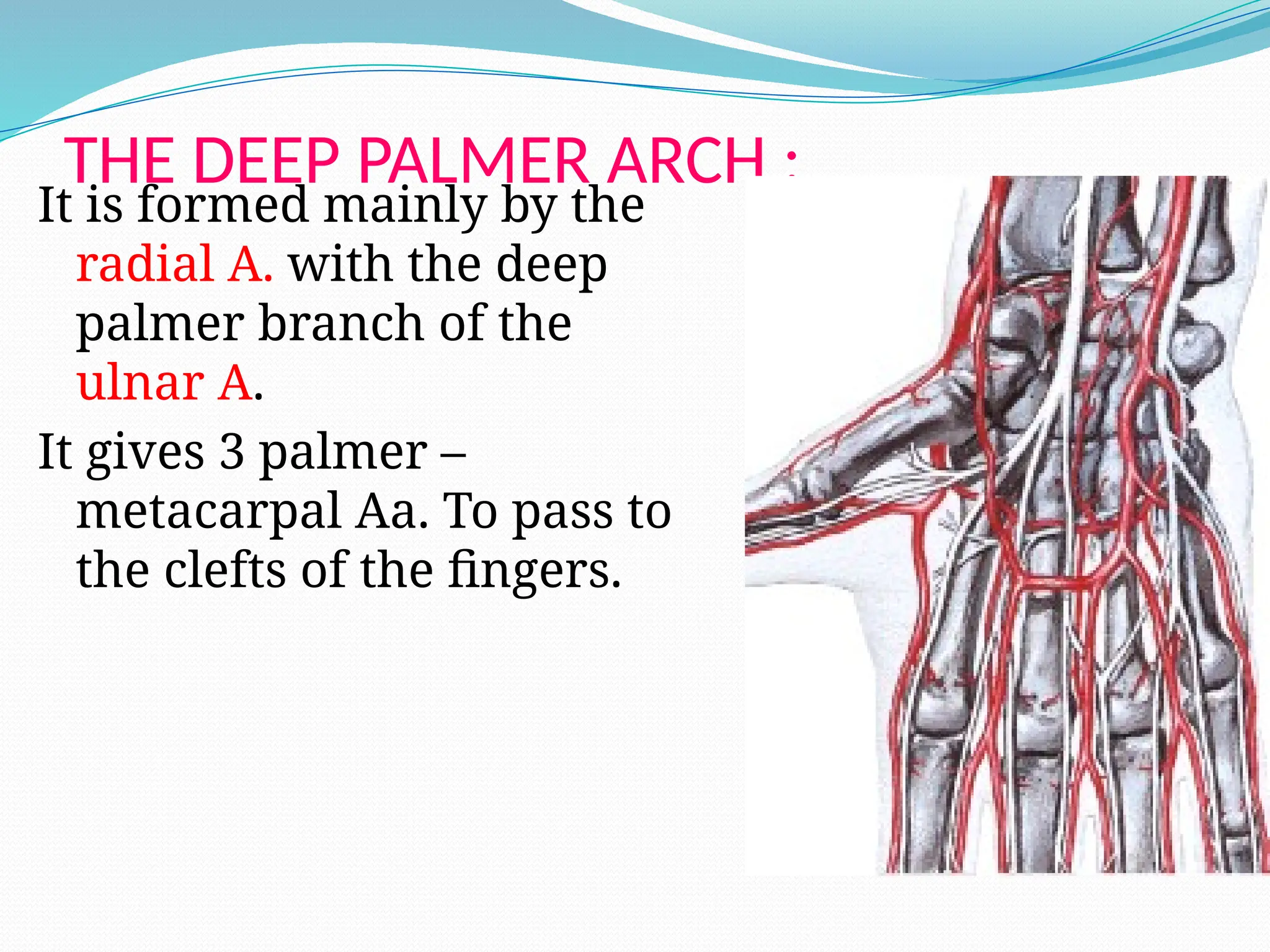 THE DEEP PALMER ARCH :
It is formed mainly by the
radial A. with the deep
palmer branch of the
ulnar A.
It gives 3 palmer –
metacarpal Aa. To pass to
the clefts of the fingers.
 