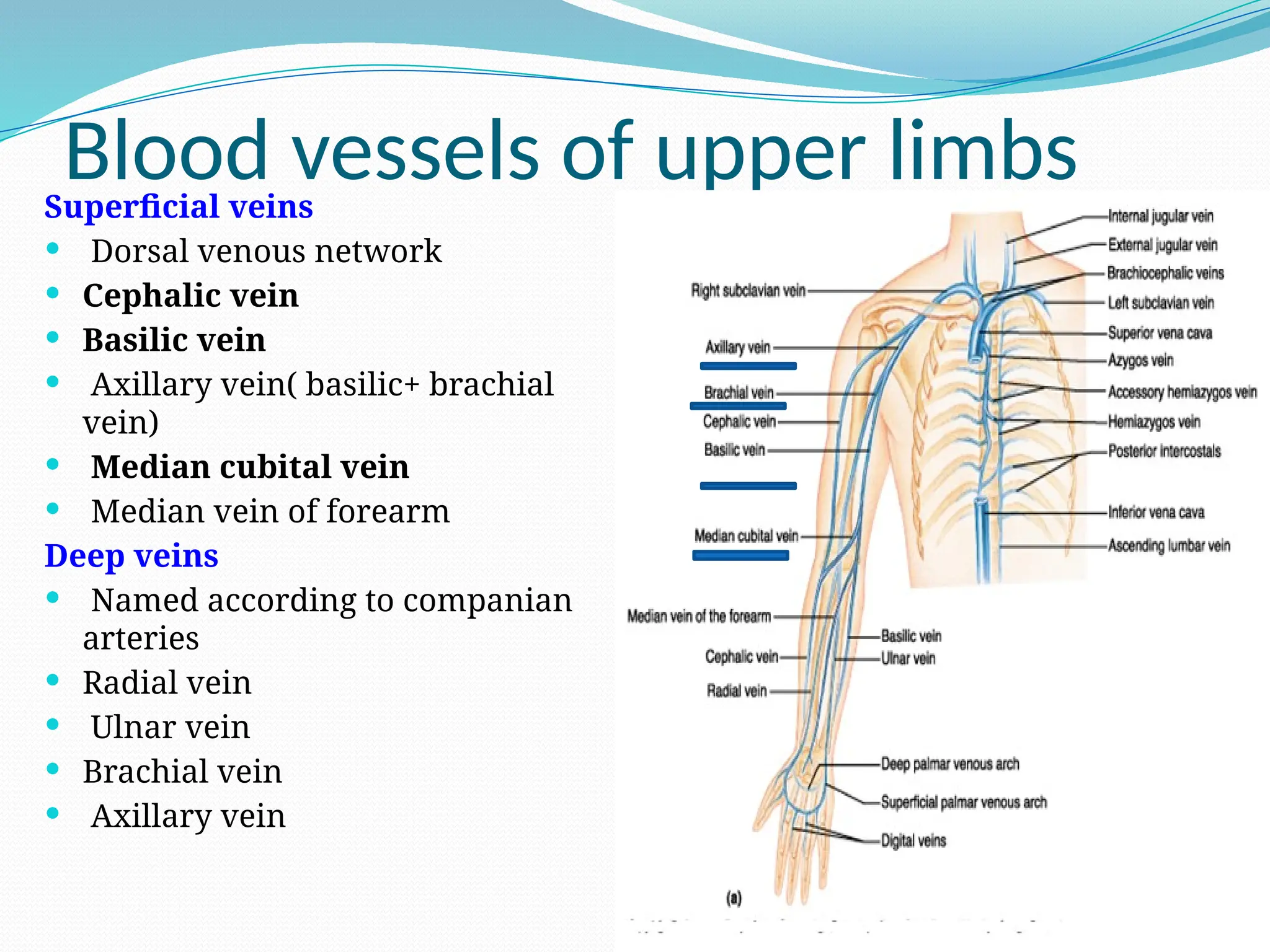 Blood vessels of upper limbs
Superficial veins
 Dorsal venous network
 Cephalic vein
 Basilic vein
 Axillary vein( basilic+ brachial
vein)
 Median cubital vein
 Median vein of forearm
Deep veins
 Named according to companian
arteries
 Radial vein
 Ulnar vein
 Brachial vein
 Axillary vein
 