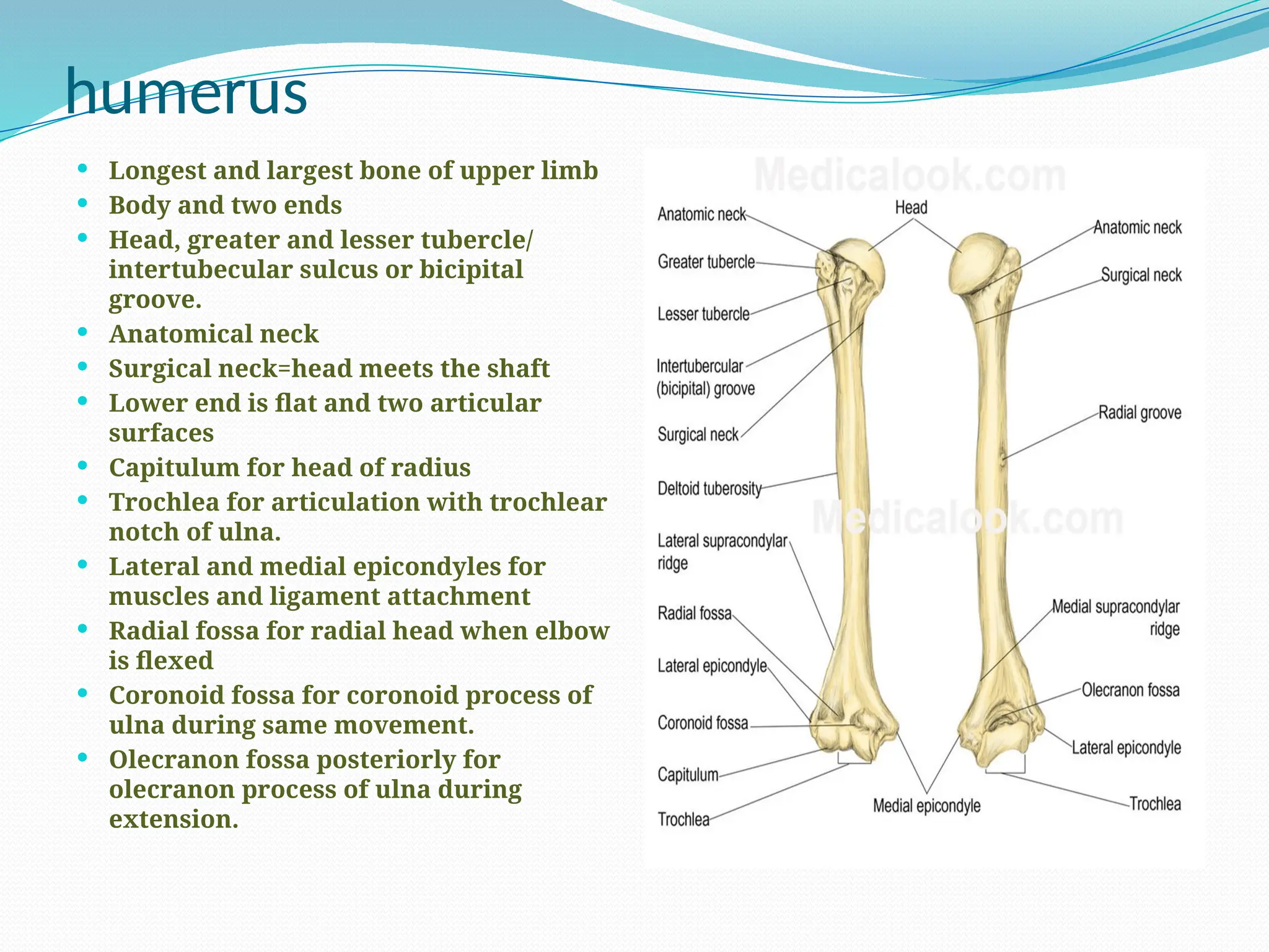 humerus
 Longest and largest bone of upper limb
 Body and two ends
 Head, greater and lesser tubercle/
intertubecular sulcus or bicipital
groove.
 Anatomical neck
 Surgical neck=head meets the shaft
 Lower end is flat and two articular
surfaces
 Capitulum for head of radius
 Trochlea for articulation with trochlear
notch of ulna.
 Lateral and medial epicondyles for
muscles and ligament attachment
 Radial fossa for radial head when elbow
is flexed
 Coronoid fossa for coronoid process of
ulna during same movement.
 Olecranon fossa posteriorly for
olecranon process of ulna during
extension.
 