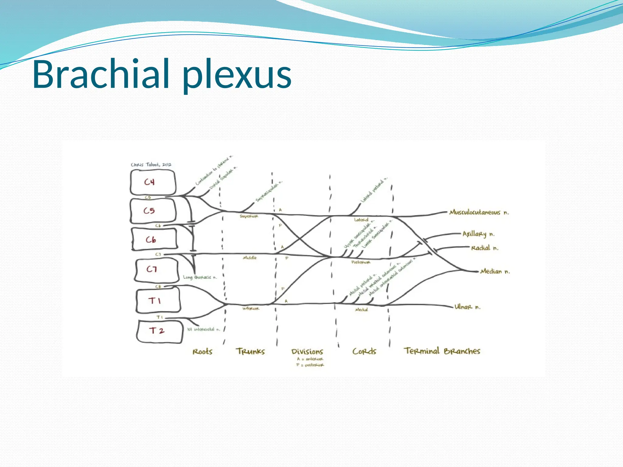 Brachial plexus
 