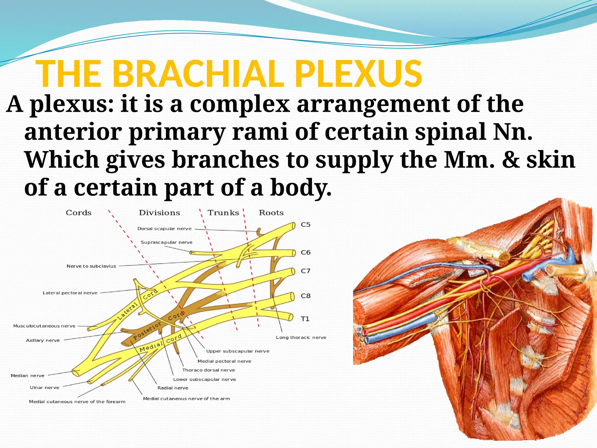 THE BRACHIAL PLEXUS
A plexus: it is a complex arrangement of the
anterior primary rami of certain spinal Nn.
Which gives branches to supply the Mm. & skin
of a certain part of a body.
 