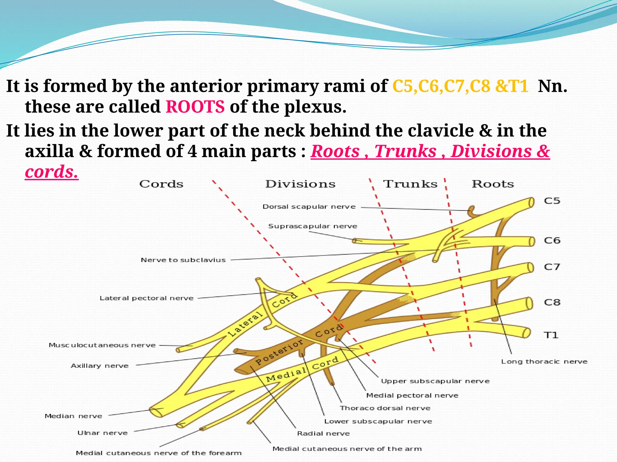 It is formed by the anterior primary rami of C5,C6,C7,C8 &T1 Nn.
these are called ROOTS of the plexus.
It lies in the lower part of the neck behind the clavicle & in the
axilla & formed of 4 main parts : Roots , Trunks , Divisions &
cords.
 