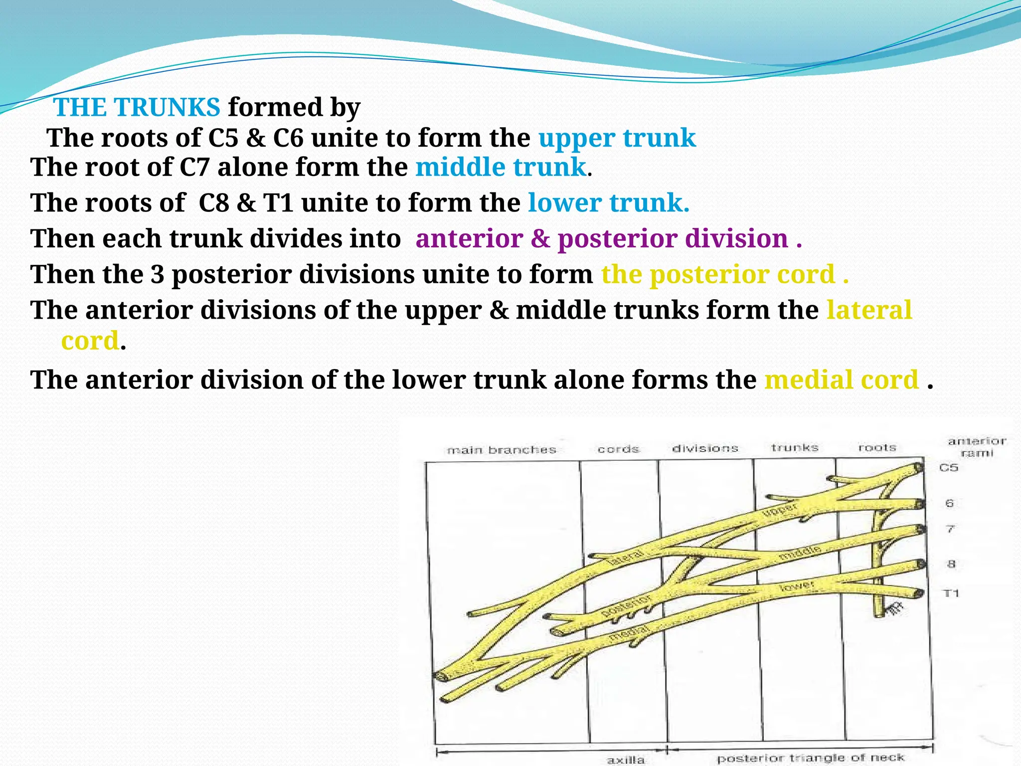 The root of C7 alone form the middle trunk.
The roots of C8 & T1 unite to form the lower trunk.
Then each trunk divides into anterior & posterior division .
Then the 3 posterior divisions unite to form the posterior cord .
The anterior divisions of the upper & middle trunks form the lateral
cord.
The anterior division of the lower trunk alone forms the medial cord .
THE TRUNKS formed by
The roots of C5 & C6 unite to form the upper trunk
 