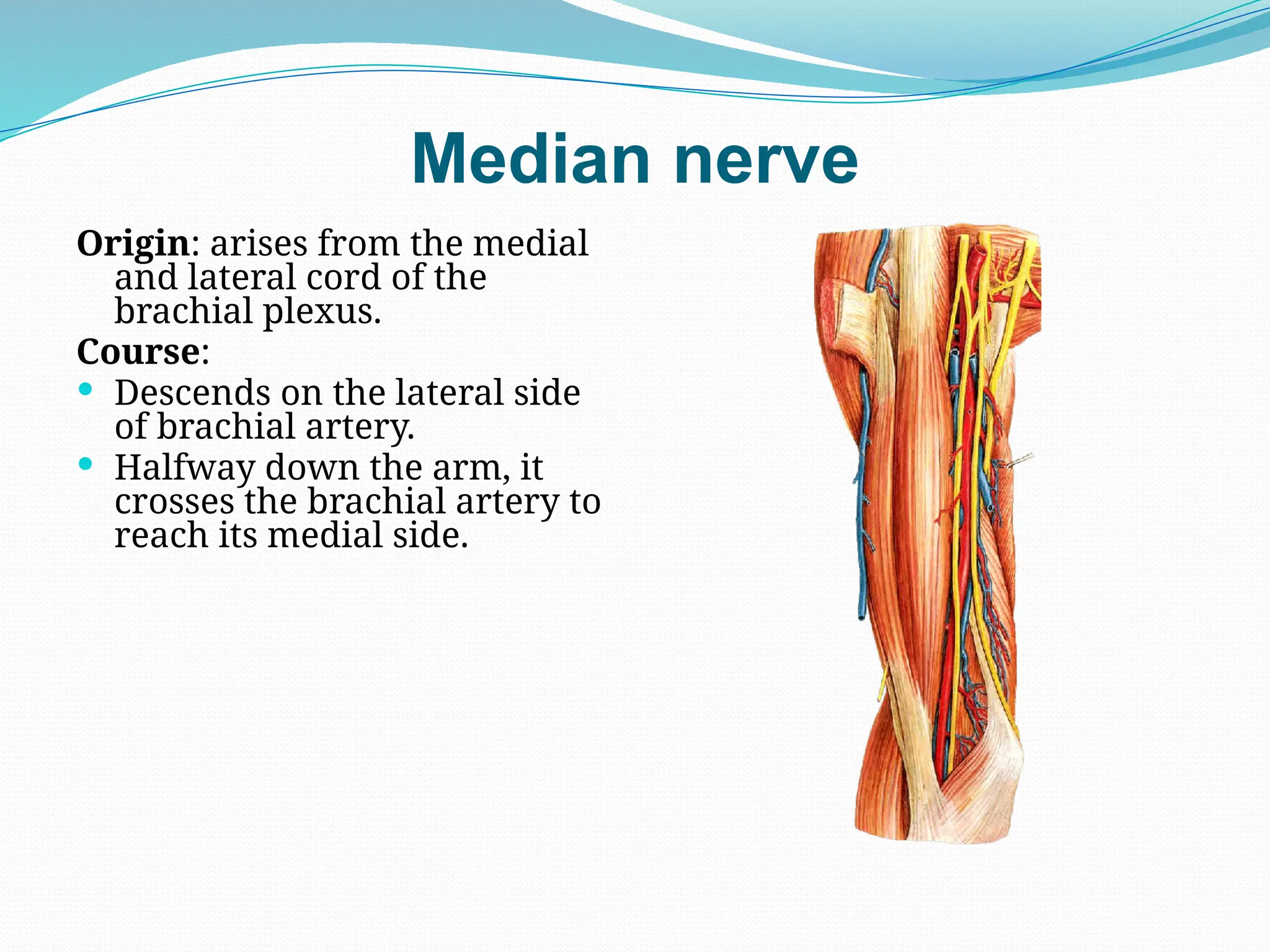 Median nerve
Origin: arises from the medial
and lateral cord of the
brachial plexus.
Course:
 Descends on the lateral side
of brachial artery.
 Halfway down the arm, it
crosses the brachial artery to
reach its medial side.
 