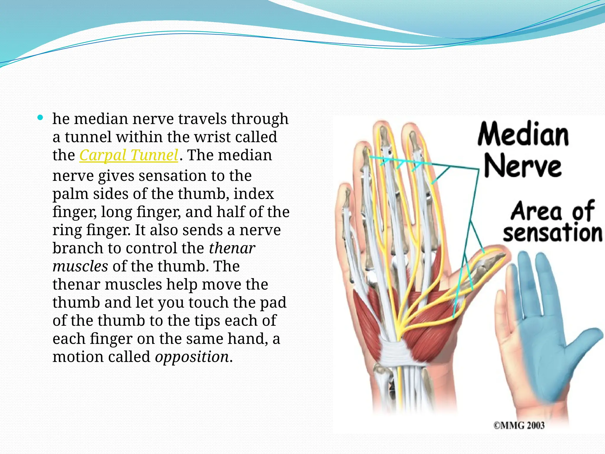  he median nerve travels through
a tunnel within the wrist called
the Carpal Tunnel. The median
nerve gives sensation to the
palm sides of the thumb, index
finger, long finger, and half of the
ring finger. It also sends a nerve
branch to control the thenar
muscles of the thumb. The
thenar muscles help move the
thumb and let you touch the pad
of the thumb to the tips each of
each finger on the same hand, a
motion called opposition.
 