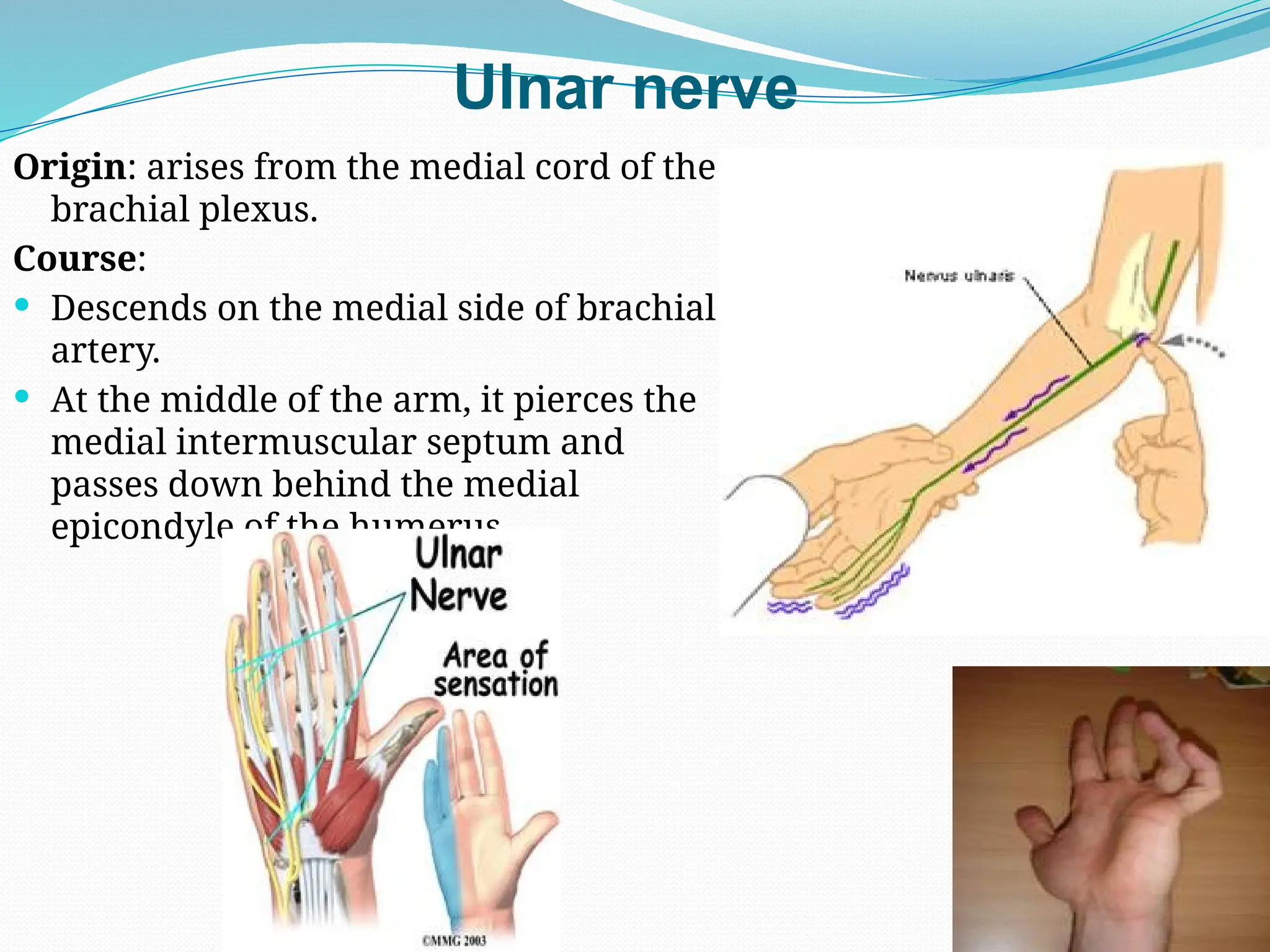 Ulnar nerve
Origin: arises from the medial cord of the
brachial plexus.
Course:
 Descends on the medial side of brachial
artery.
 At the middle of the arm, it pierces the
medial intermuscular septum and
passes down behind the medial
epicondyle of the humerus.
 
