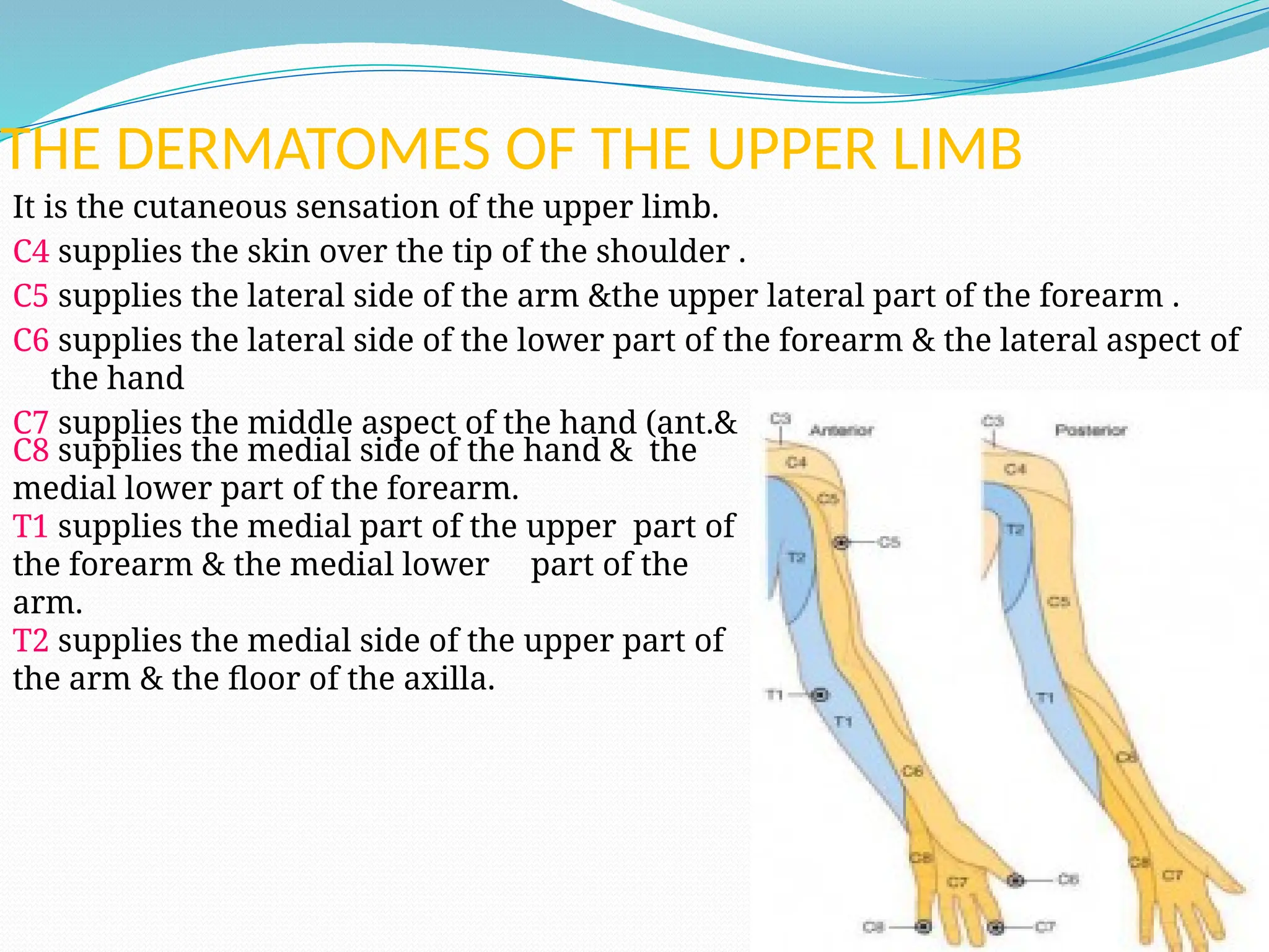 THE DERMATOMES OF THE UPPER LIMB
It is the cutaneous sensation of the upper limb.
C4 supplies the skin over the tip of the shoulder .
C5 supplies the lateral side of the arm &the upper lateral part of the forearm .
C6 supplies the lateral side of the lower part of the forearm & the lateral aspect of
the hand
C7 supplies the middle aspect of the hand (ant.& post.) .
C8 supplies the medial side of the hand & the
medial lower part of the forearm.
T1 supplies the medial part of the upper part of
the forearm & the medial lower part of the
arm.
T2 supplies the medial side of the upper part of
the arm & the floor of the axilla.
 