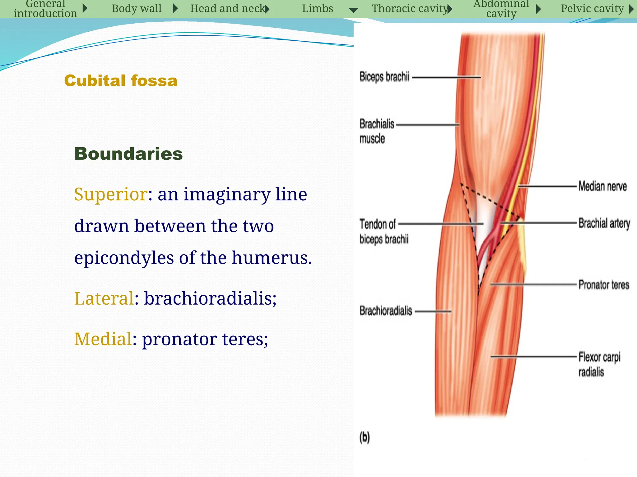 Cubital fossa
Boundaries
Superior: an imaginary line
drawn between the two
epicondyles of the humerus.
Lateral: brachioradialis;
Medial: pronator teres;
General
introduction Body wall Head and neck Limbs Thoracic cavity Abdominal
cavity Pelvic cavity
 
