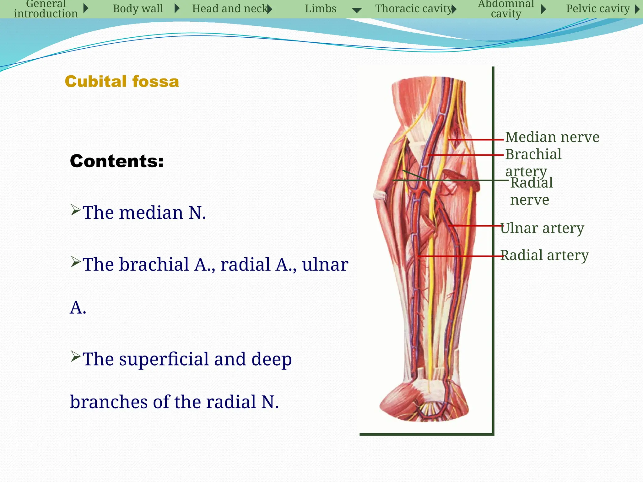 Cubital fossa
Contents:
The median N.
The brachial A., radial A., ulnar
A.
The superficial and deep
branches of the radial N.
Radial artery
Ulnar artery
Median nerve
Brachial
artery
Radial
nerve
General
introduction Body wall Head and neck Limbs Thoracic cavity Abdominal
cavity Pelvic cavity
 