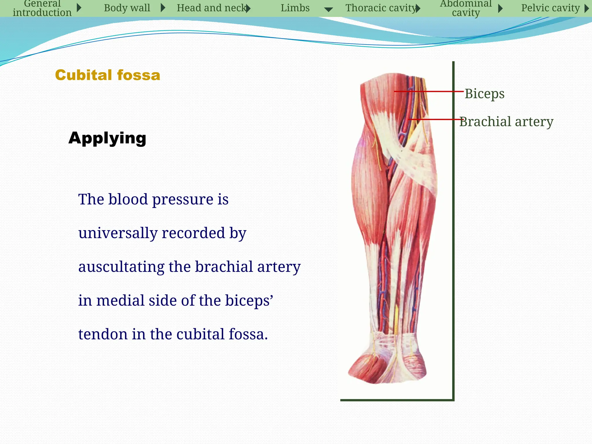 The blood pressure is
universally recorded by
auscultating the brachial artery
in medial side of the biceps’
tendon in the cubital fossa.
Applying
Cubital fossa
Brachial artery
Biceps
General
introduction Body wall Head and neck Limbs Thoracic cavity Abdominal
cavity Pelvic cavity
 