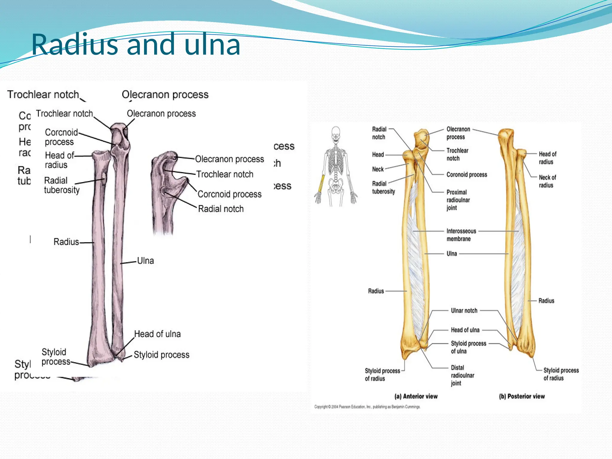 Radius and ulna
 