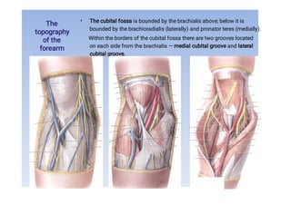 The
topography
of the
forearm
• The cubital fossa is bounded by the brachialis above; below it is
bounded by the brachioradialis (laterally) and pronator teres (medially).
Within the borders of the cubital fossa there are two grooves located
on each side from the brachialis — medial cubital groove and lateral
cubital groove.
 