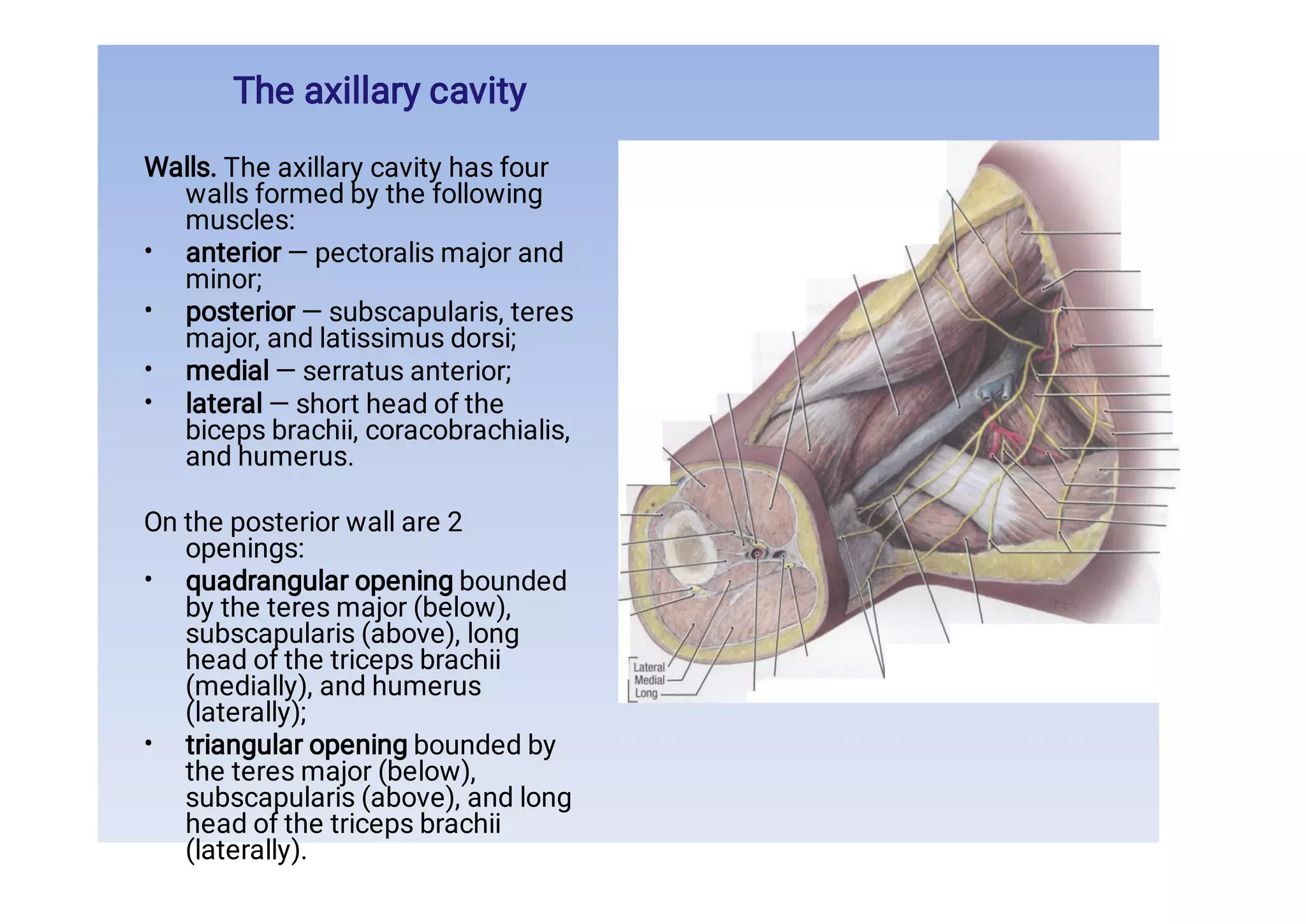 upper limb muscle anatomy.pdf