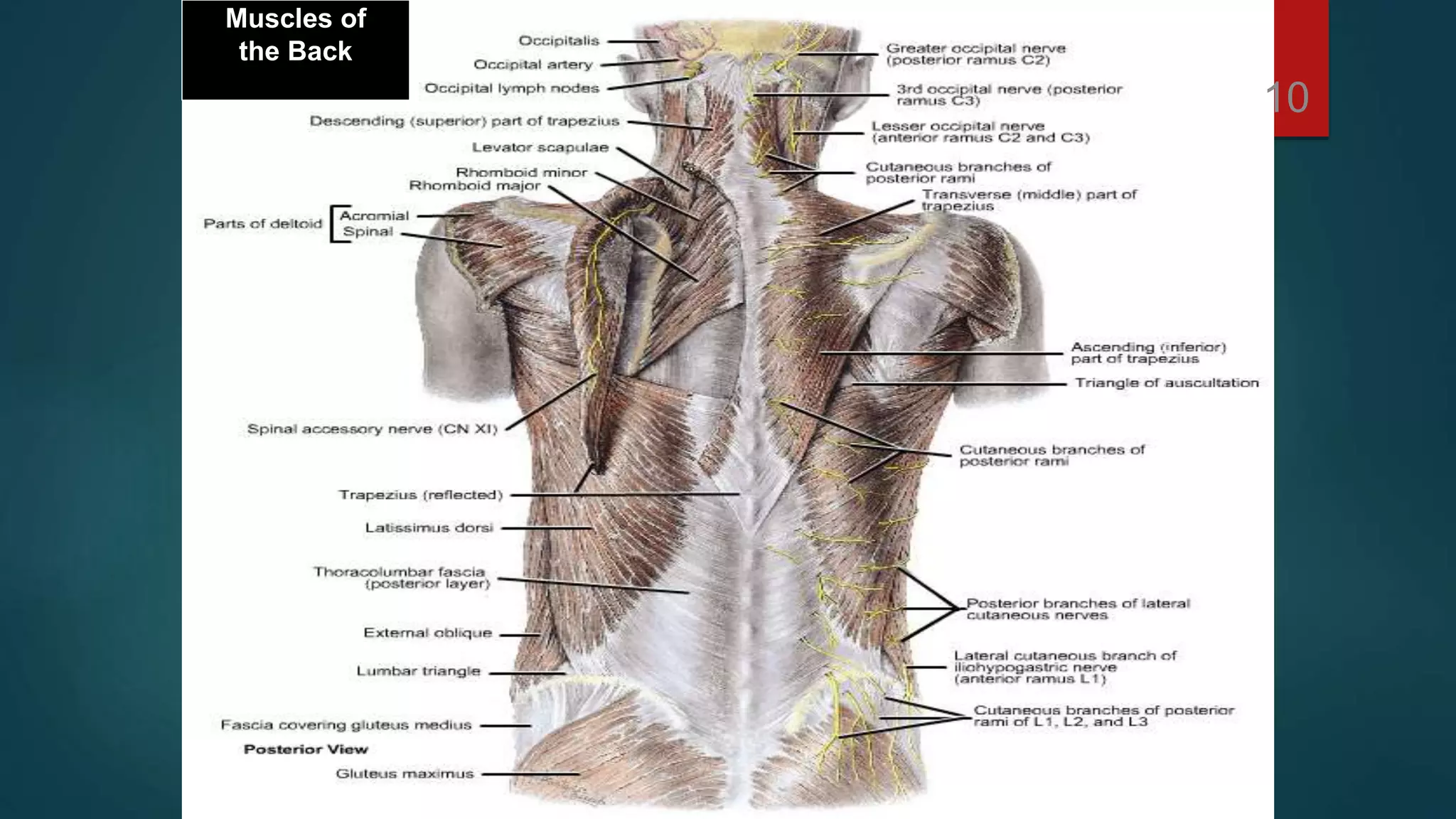 Muscles of 
the Back 
10 
 