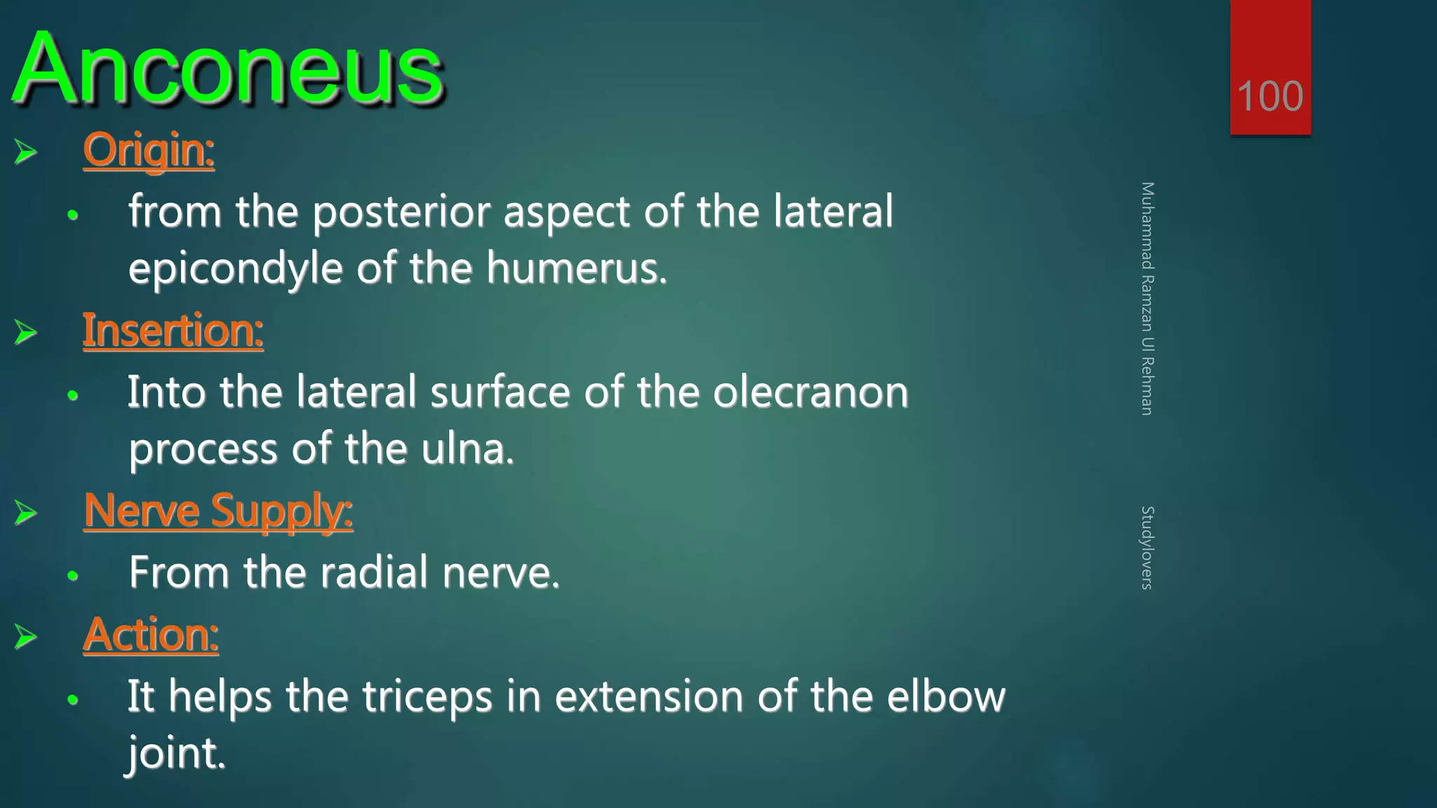 100 Anconeus 
 Origin: 
• from the posterior aspect of the lateral 
epicondyle of the humerus. 
 Insertion: 
• Into the lateral surface of the olecranon 
process of the ulna. 
 Nerve Supply: 
• From the radial nerve. 
 Action: 
• It helps the triceps in extension of the elbow 
joint. 
 