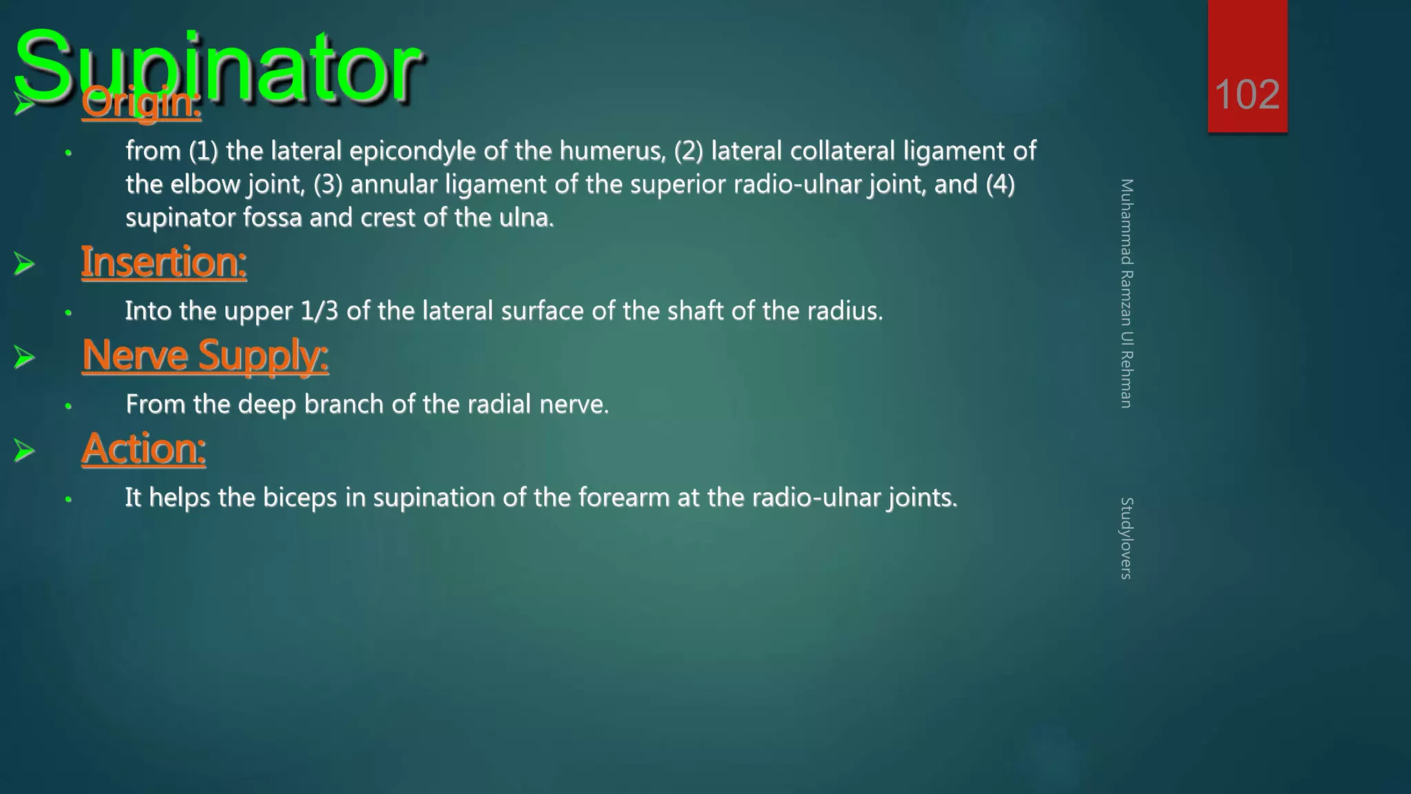 102 Supinator  Origin: 
• from (1) the lateral epicondyle of the humerus, (2) lateral collateral ligament of 
the elbow joint, (3) annular ligament of the superior radio-ulnar joint, and (4) 
supinator fossa and crest of the ulna. 
 Insertion: 
• Into the upper 1/3 of the lateral surface of the shaft of the radius. 
 Nerve Supply: 
• From the deep branch of the radial nerve. 
 Action: 
• It helps the biceps in supination of the forearm at the radio-ulnar joints. 
 