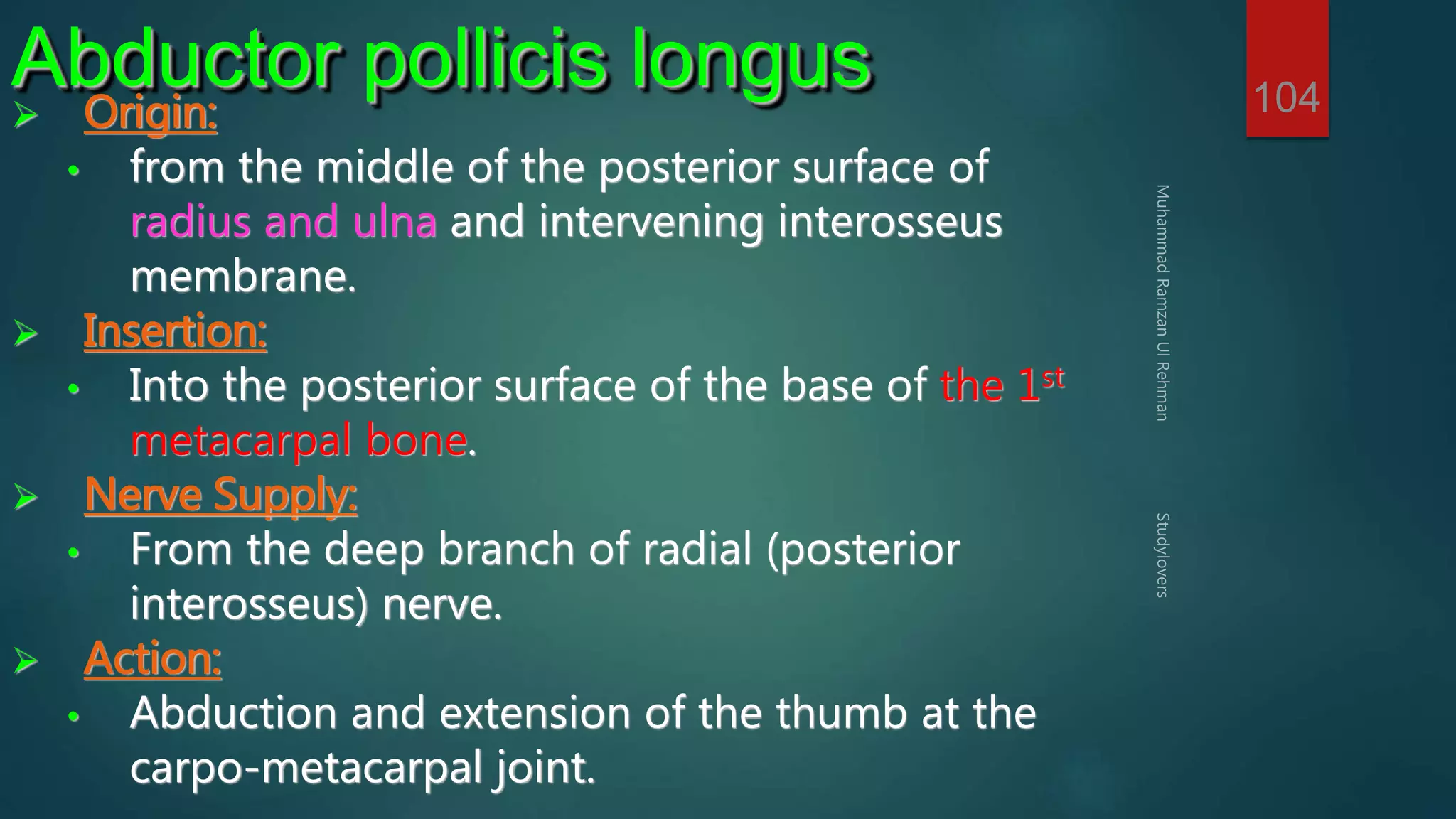 104 Abductor pollicis longus 
 Origin: 
• from the middle of the posterior surface of 
radius and ulna and intervening interosseus 
membrane. 
 Insertion: 
• Into the posterior surface of the base of the 1st 
metacarpal bone. 
 Nerve Supply: 
• From the deep branch of radial (posterior 
interosseus) nerve. 
 Action: 
• Abduction and extension of the thumb at the 
carpo-metacarpal joint. 
 