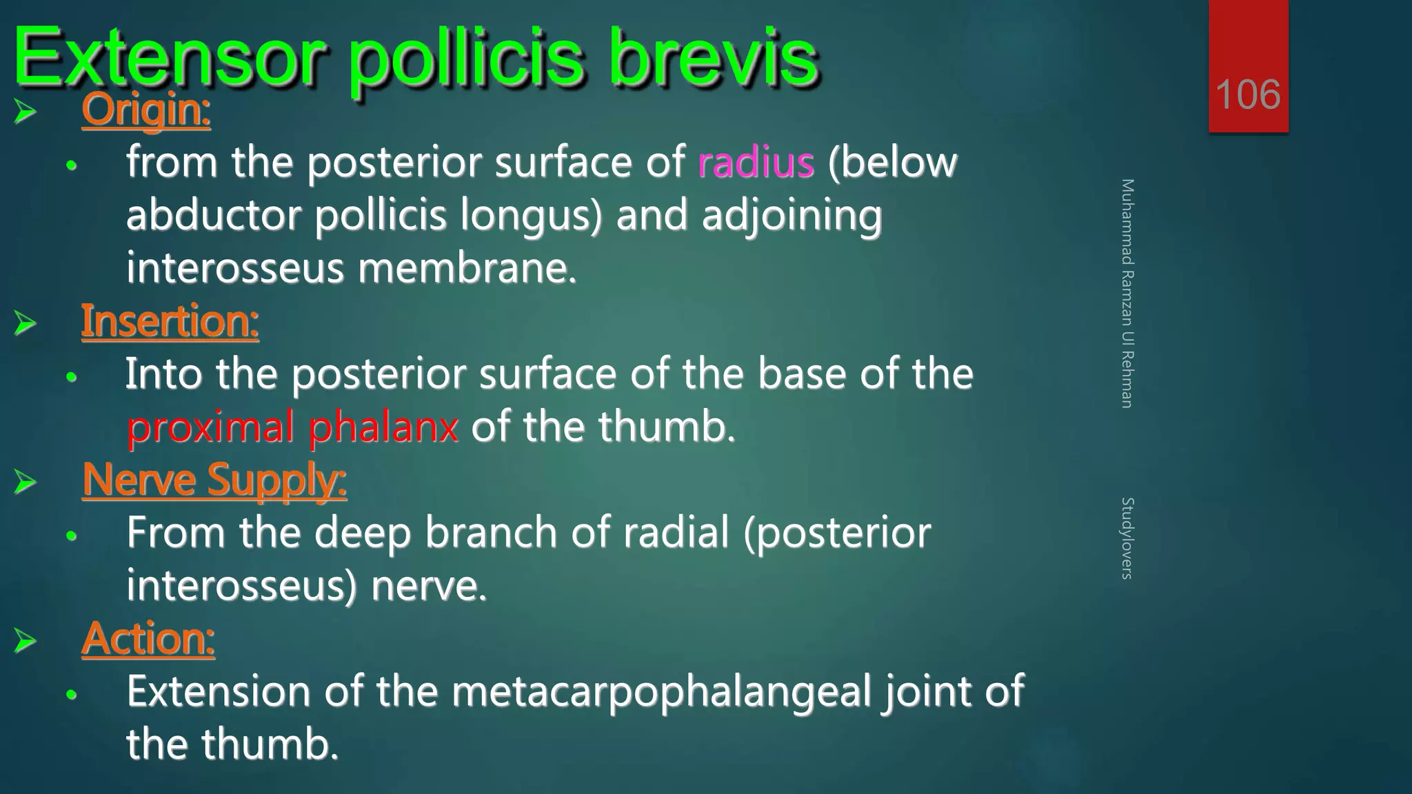 106 Extensor pollicis brevis 
 Origin: 
• from the posterior surface of radius (below 
abductor pollicis longus) and adjoining 
interosseus membrane. 
 Insertion: 
• Into the posterior surface of the base of the 
proximal phalanx of the thumb. 
 Nerve Supply: 
• From the deep branch of radial (posterior 
interosseus) nerve. 
 Action: 
• Extension of the metacarpophalangeal joint of 
the thumb. 
 
