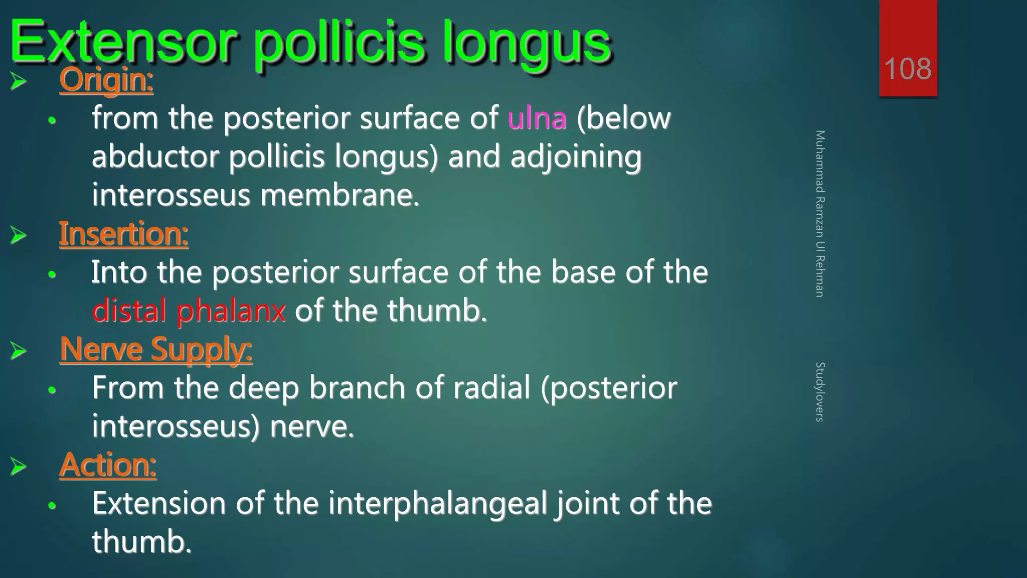 108 Extensor pollicis longus 
 Origin: 
• from the posterior surface of ulna (below 
abductor pollicis longus) and adjoining 
interosseus membrane. 
 Insertion: 
• Into the posterior surface of the base of the 
distal phalanx of the thumb. 
 Nerve Supply: 
• From the deep branch of radial (posterior 
interosseus) nerve. 
 Action: 
• Extension of the interphalangeal joint of the 
thumb. 
 