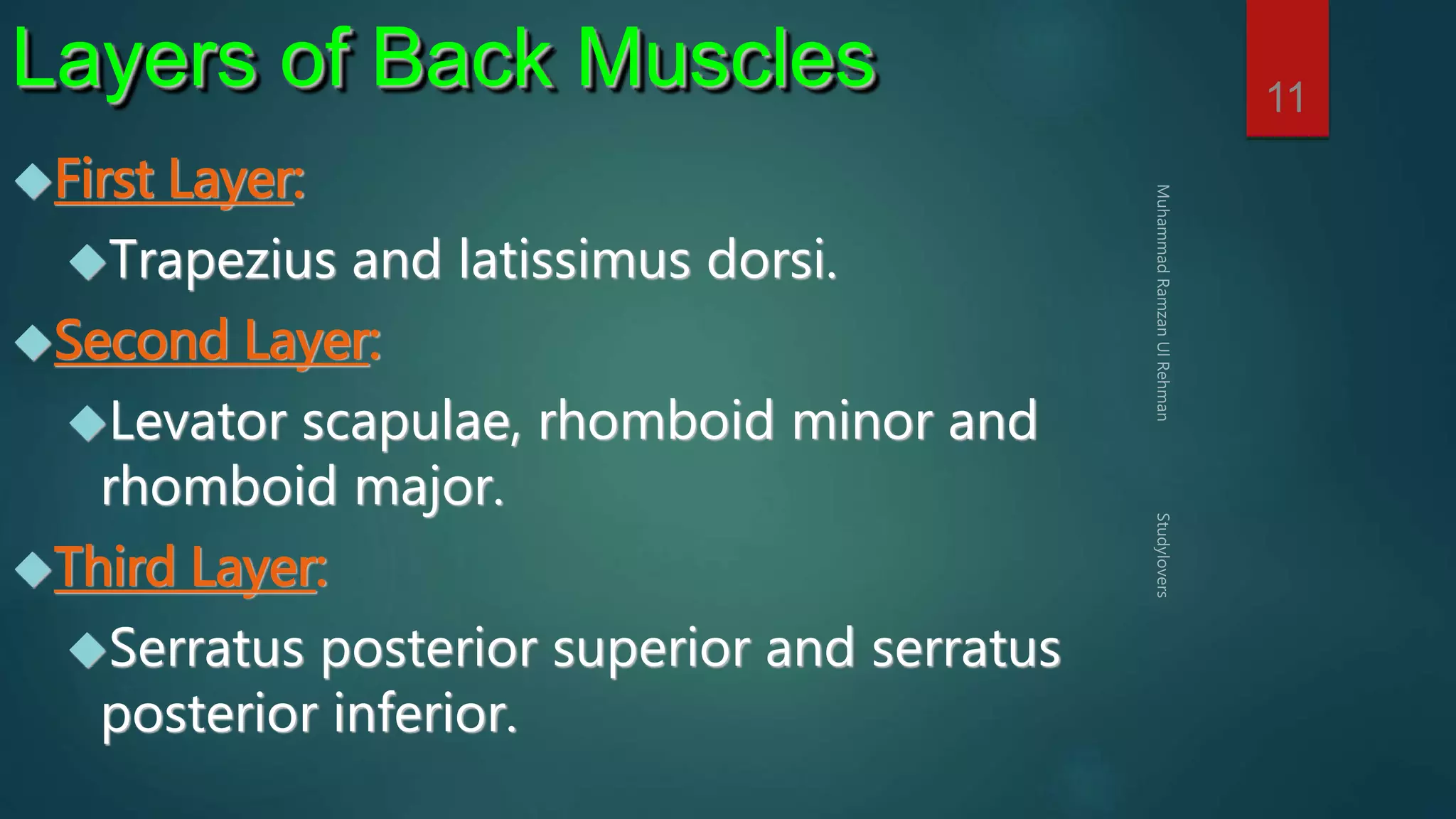 11 Layers of Back Muscles 
First Layer: 
Trapezius and latissimus dorsi. 
Second Layer: 
Levator scapulae, rhomboid minor and 
rhomboid major. 
Third Layer: 
Serratus posterior superior and serratus 
posterior inferior. 
 