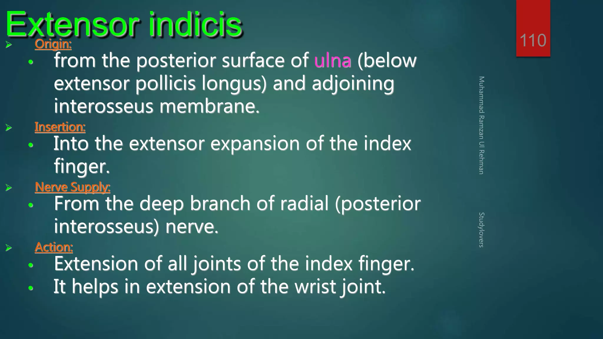 110 Extensor indicis 
 Origin: 
• from the posterior surface of ulna (below 
extensor pollicis longus) and adjoining 
interosseus membrane. 
 Insertion: 
• Into the extensor expansion of the index 
finger. 
 Nerve Supply: 
• From the deep branch of radial (posterior 
interosseus) nerve. 
 Action: 
• Extension of all joints of the index finger. 
• It helps in extension of the wrist joint. 
 