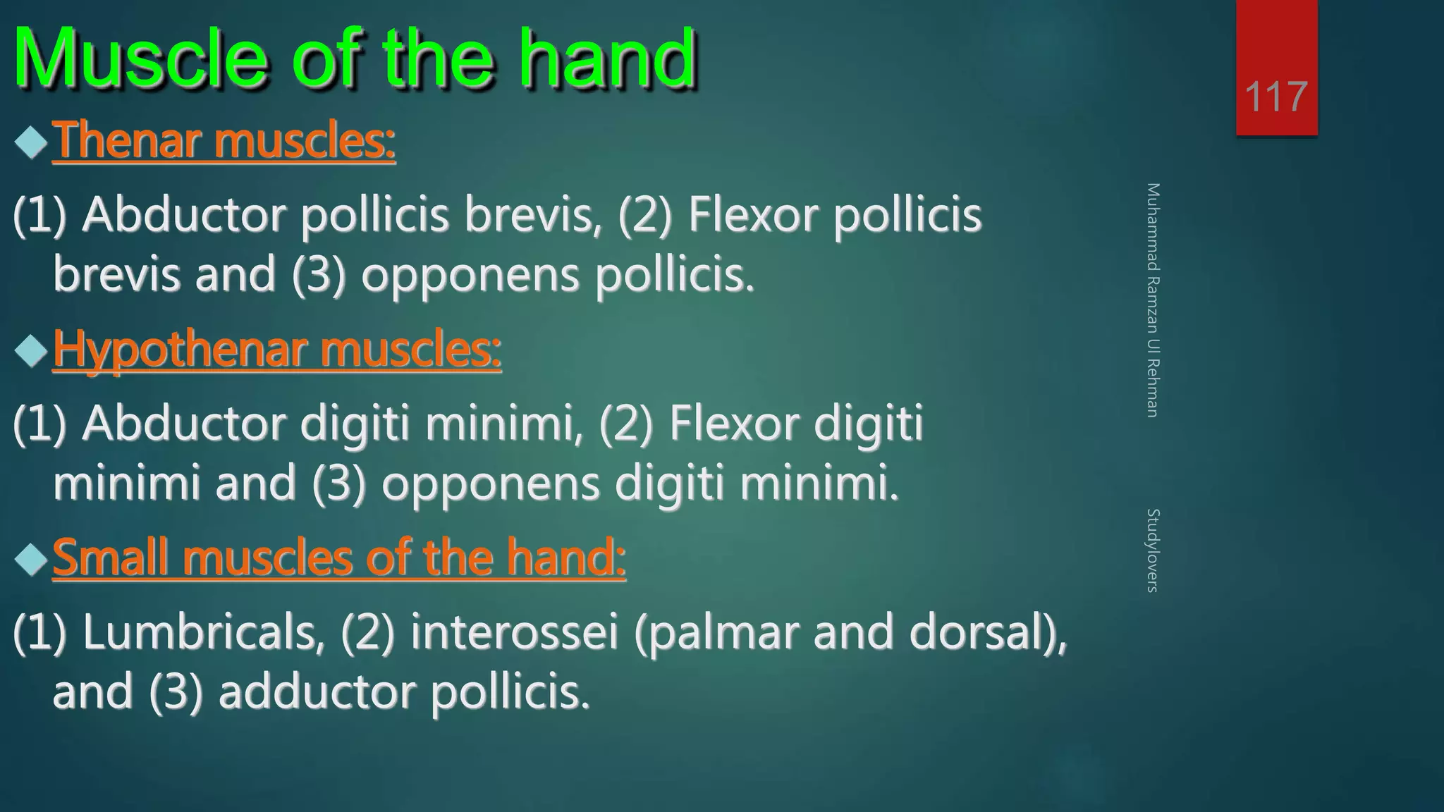 117 Muscle of the hand 
Thenar muscles: 
(1) Abductor pollicis brevis, (2) Flexor pollicis 
brevis and (3) opponens pollicis. 
Hypothenar muscles: 
(1) Abductor digiti minimi, (2) Flexor digiti 
minimi and (3) opponens digiti minimi. 
Small muscles of the hand: 
(1) Lumbricals, (2) interossei (palmar and dorsal), 
and (3) adductor pollicis. 
 