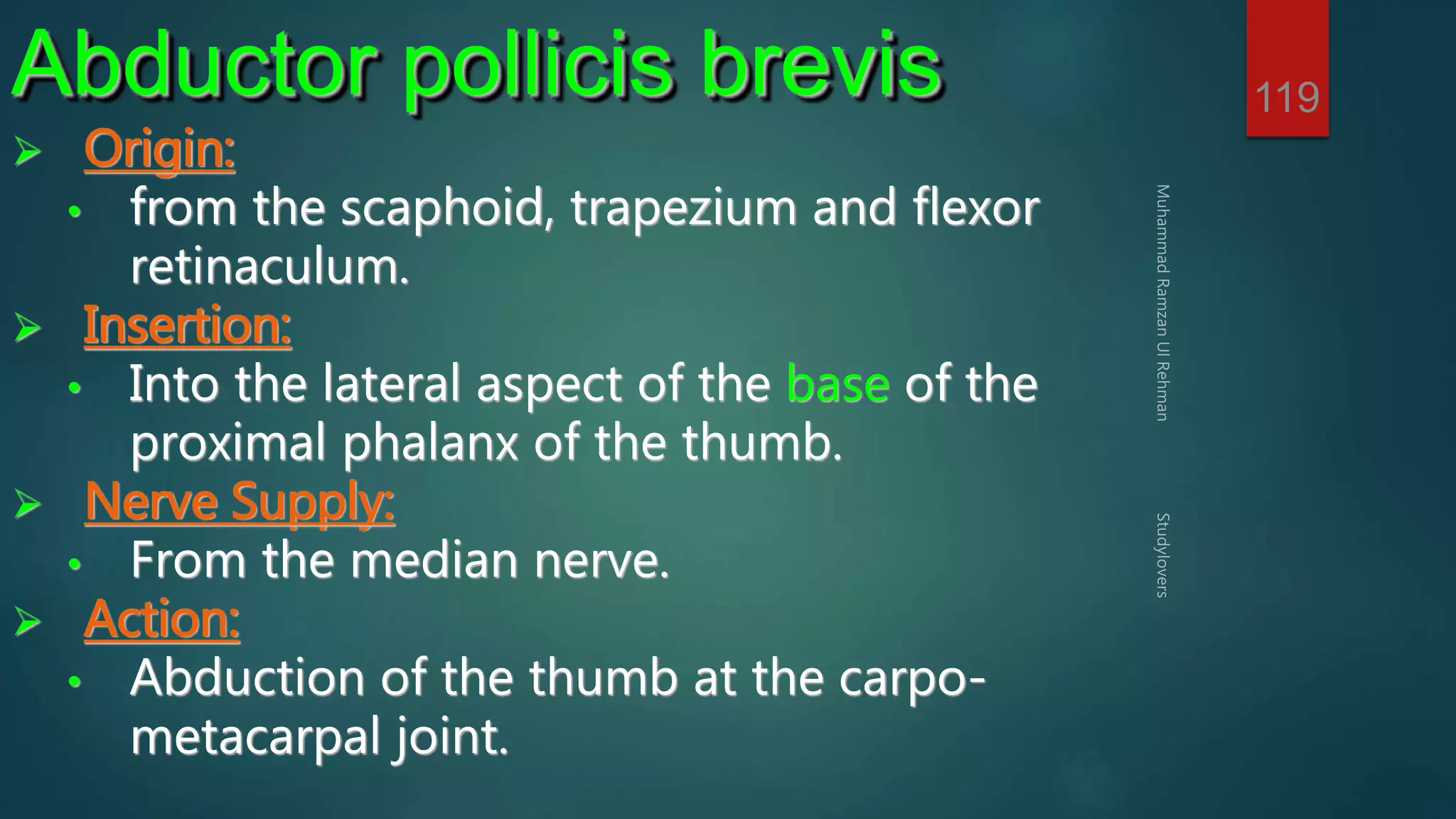 119 Abductor pollicis brevis 
 Origin: 
• from the scaphoid, trapezium and flexor 
retinaculum. 
 Insertion: 
• Into the lateral aspect of the base of the 
proximal phalanx of the thumb. 
 Nerve Supply: 
• From the median nerve. 
 Action: 
• Abduction of the thumb at the carpo-metacarpal 
joint. 
 