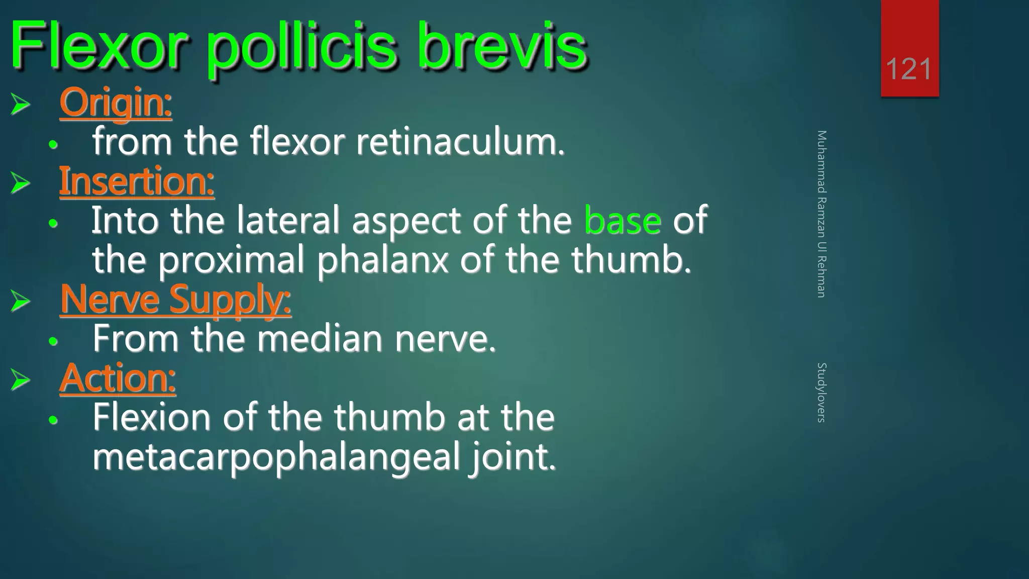 121 Flexor pollicis brevis 
 Origin: 
• from the flexor retinaculum. 
 Insertion: 
• Into the lateral aspect of the base of 
the proximal phalanx of the thumb. 
 Nerve Supply: 
• From the median nerve. 
 Action: 
• Flexion of the thumb at the 
metacarpophalangeal joint. 
 