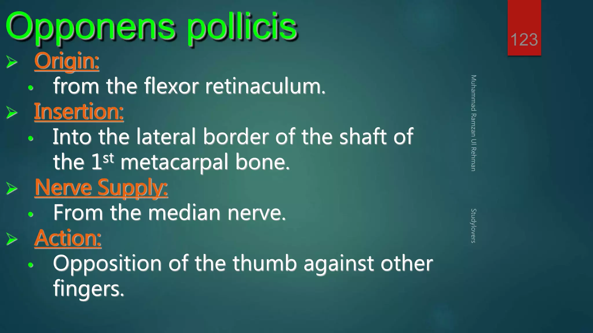123 Opponens pollicis 
 Origin: 
• from the flexor retinaculum. 
 Insertion: 
• Into the lateral border of the shaft of 
the 1st metacarpal bone. 
 Nerve Supply: 
• From the median nerve. 
 Action: 
• Opposition of the thumb against other 
fingers. 
 