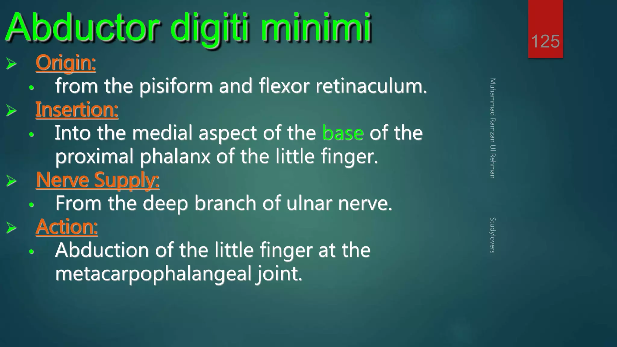 125 Abductor digiti minimi 
 Origin: 
• from the pisiform and flexor retinaculum. 
 Insertion: 
• Into the medial aspect of the base of the 
proximal phalanx of the little finger. 
 Nerve Supply: 
• From the deep branch of ulnar nerve. 
 Action: 
• Abduction of the little finger at the 
metacarpophalangeal joint. 
 