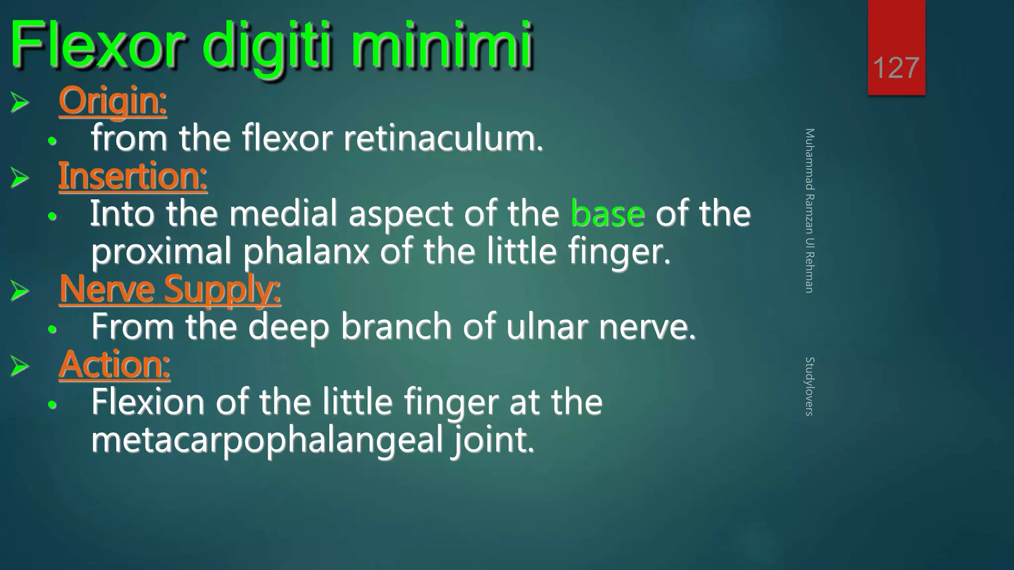 127 Flexor digiti minimi 
 Origin: 
• from the flexor retinaculum. 
 Insertion: 
• Into the medial aspect of the base of the 
proximal phalanx of the little finger. 
 Nerve Supply: 
• From the deep branch of ulnar nerve. 
 Action: 
• Flexion of the little finger at the 
metacarpophalangeal joint. 
 
