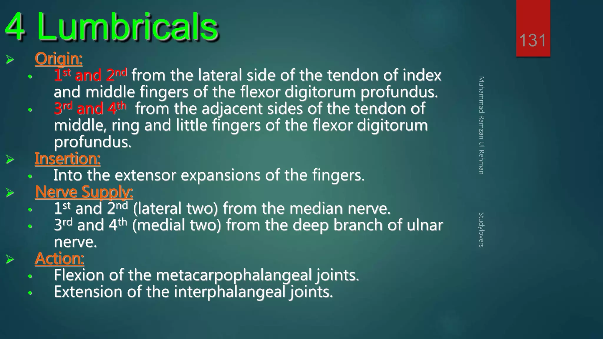 131 4 Lumbricals 
 Origin: 
• 1st and 2nd from the lateral side of the tendon of index 
and middle fingers of the flexor digitorum profundus. 
• 3rd and 4th from the adjacent sides of the tendon of 
middle, ring and little fingers of the flexor digitorum 
profundus. 
 Insertion: 
• Into the extensor expansions of the fingers. 
 Nerve Supply: 
• 1st and 2nd (lateral two) from the median nerve. 
• 3rd and 4th (medial two) from the deep branch of ulnar 
nerve. 
 Action: 
• Flexion of the metacarpophalangeal joints. 
• Extension of the interphalangeal joints. 
 