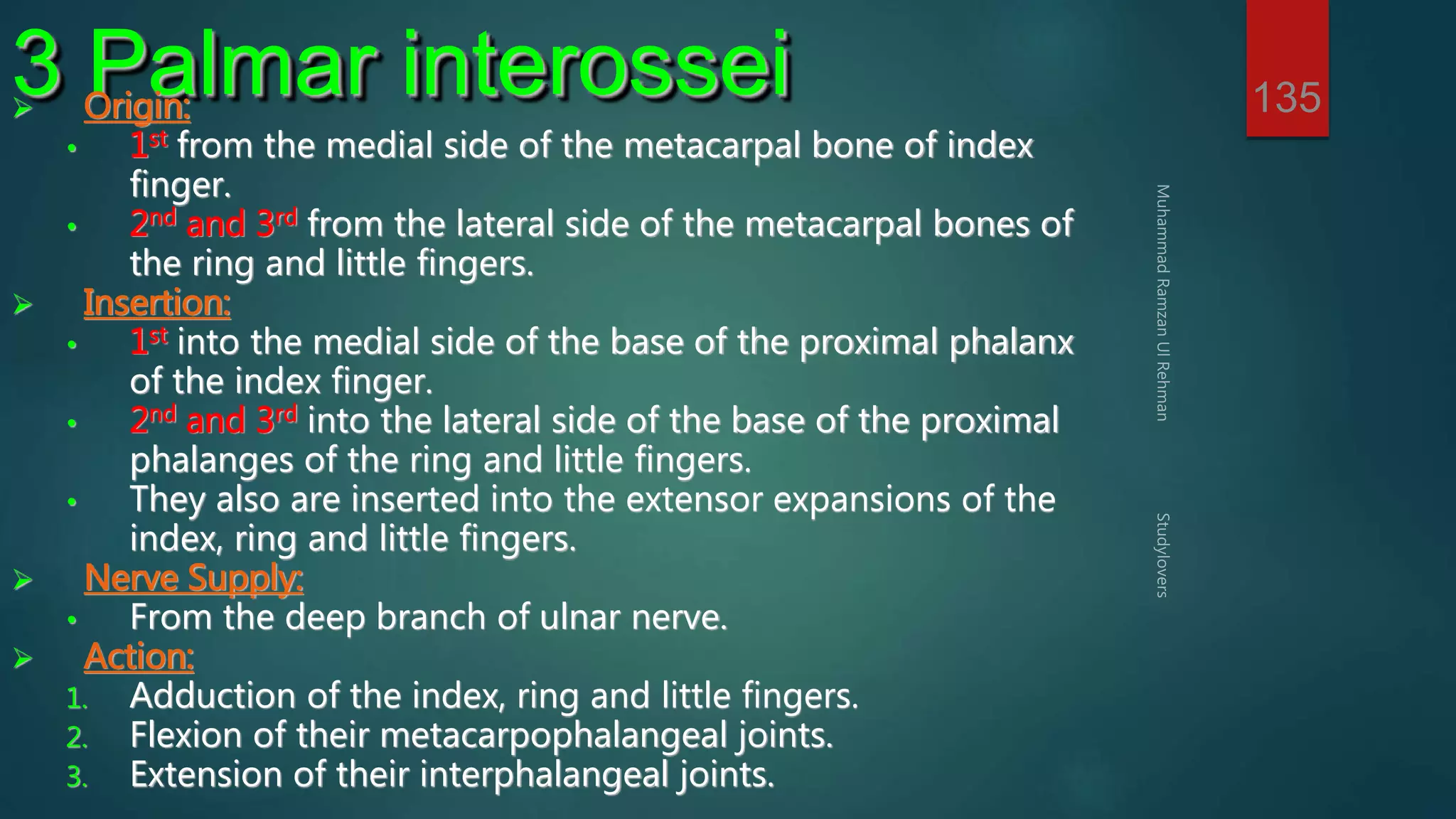 135 3 Palmar interossei  Origin: 
• 1st from the medial side of the metacarpal bone of index 
finger. 
• 2nd and 3rd from the lateral side of the metacarpal bones of 
the ring and little fingers. 
 Insertion: 
• 1st into the medial side of the base of the proximal phalanx 
of the index finger. 
• 2nd and 3rd into the lateral side of the base of the proximal 
phalanges of the ring and little fingers. 
• They also are inserted into the extensor expansions of the 
index, ring and little fingers. 
 Nerve Supply: 
• From the deep branch of ulnar nerve. 
 Action: 
1. Adduction of the index, ring and little fingers. 
2. Flexion of their metacarpophalangeal joints. 
3. Extension of their interphalangeal joints. 
 