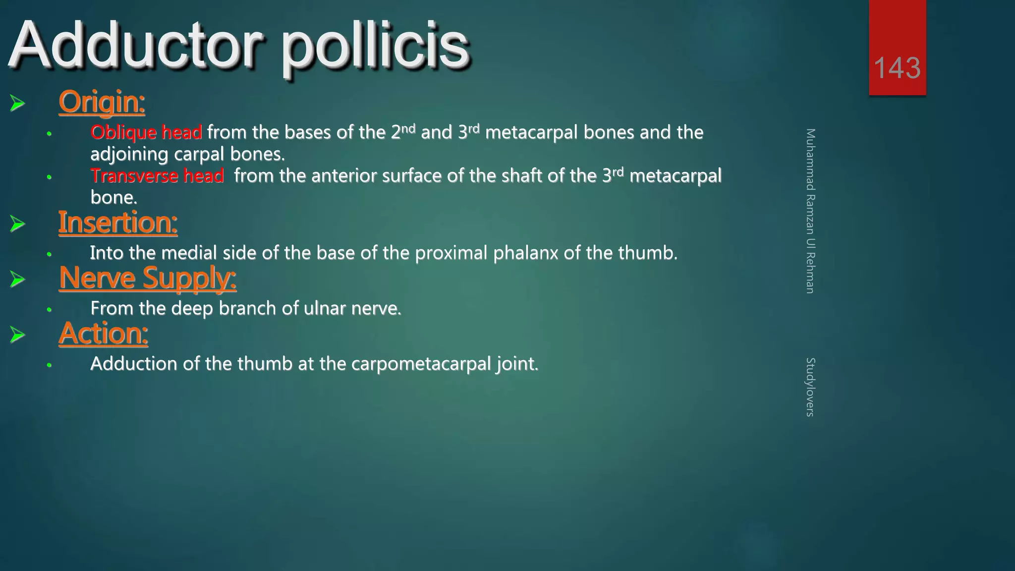 143 Adductor pollicis 
 Origin: 
• Oblique head from the bases of the 2nd and 3rd metacarpal bones and the 
adjoining carpal bones. 
• Transverse head from the anterior surface of the shaft of the 3rd metacarpal 
bone. 
 Insertion: 
• Into the medial side of the base of the proximal phalanx of the thumb. 
 Nerve Supply: 
• From the deep branch of ulnar nerve. 
 Action: 
• Adduction of the thumb at the carpometacarpal joint. 
 