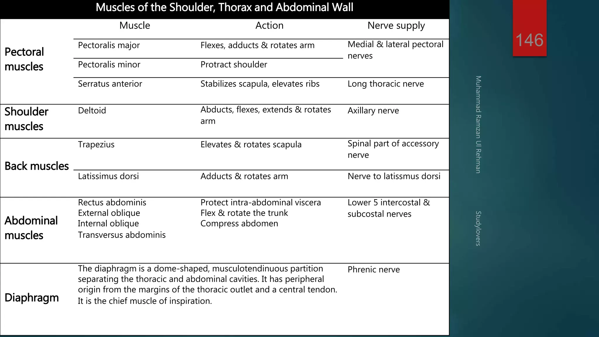 146 
Muscles of the Shoulder, Thorax and Abdominal Wall 
Pectoral 
muscles 
Muscle Action Nerve supply 
Pectoralis major Flexes, adducts & rotates arm Medial & lateral pectoral 
nerves 
Pectoralis minor Protract shoulder 
Serratus anterior Stabilizes scapula, elevates ribs Long thoracic nerve 
Shoulder 
muscles 
Deltoid Abducts, flexes, extends & rotates 
arm 
Axillary nerve 
Back muscles 
Trapezius Elevates & rotates scapula Spinal part of accessory 
nerve 
Latissimus dorsi Adducts & rotates arm Nerve to latissmus dorsi 
Abdominal 
muscles 
Rectus abdominis 
External oblique 
Internal oblique 
Transversus abdominis 
Protect intra-abdominal viscera 
Flex & rotate the trunk 
Compress abdomen 
Lower 5 intercostal & 
subcostal nerves 
Diaphragm 
The diaphragm is a dome-shaped, musculotendinuous partition 
separating the thoracic and abdominal cavities. It has peripheral 
origin from the margins of the thoracic outlet and a central tendon. 
It is the chief muscle of inspiration. 
Phrenic nerve 
 