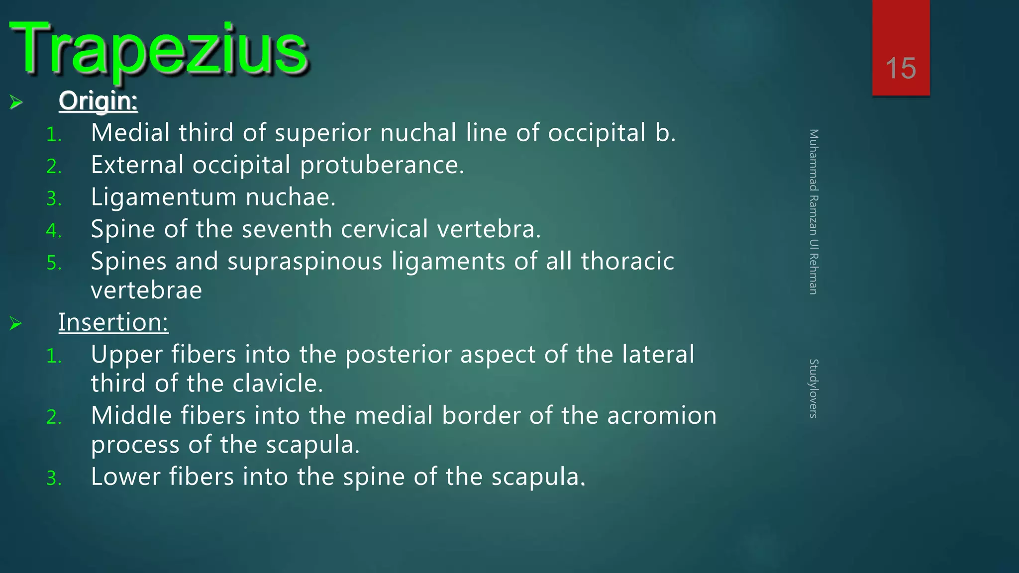 15 Trapezius 
 Origin: 
1. Medial third of superior nuchal line of occipital b. 
2. External occipital protuberance. 
3. Ligamentum nuchae. 
4. Spine of the seventh cervical vertebra. 
5. Spines and supraspinous ligaments of all thoracic 
vertebrae 
 Insertion: 
1. Upper fibers into the posterior aspect of the lateral 
third of the clavicle. 
2. Middle fibers into the medial border of the acromion 
process of the scapula. 
3. Lower fibers into the spine of the scapula. 
 