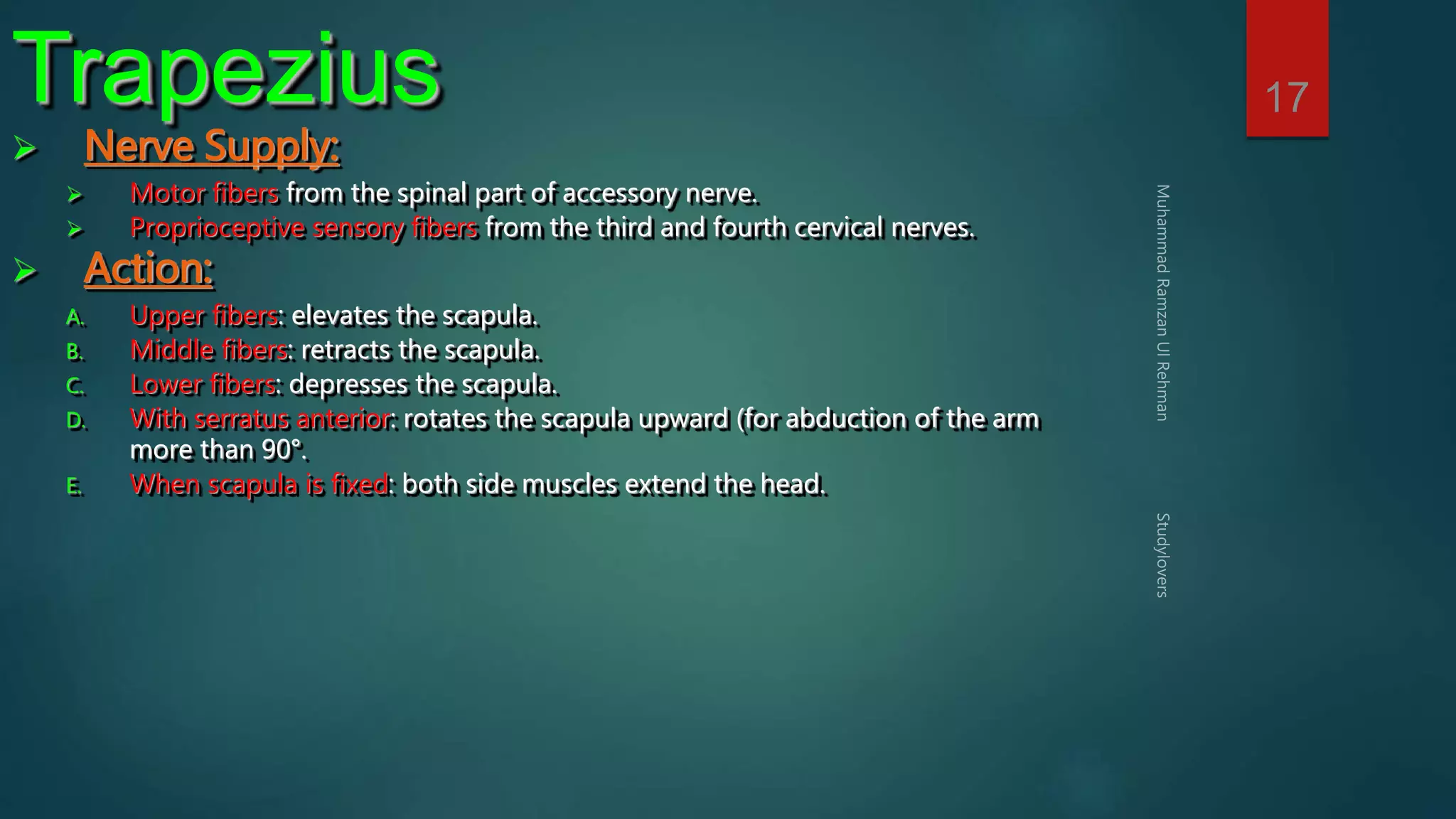 17 Trapezius 
 Nerve Supply: 
 Motor fibers from the spinal part of accessory nerve. 
 Proprioceptive sensory fibers from the third and fourth cervical nerves. 
 Action: 
A. Upper fibers: elevates the scapula. 
B. Middle fibers: retracts the scapula. 
C. Lower fibers: depresses the scapula. 
D. With serratus anterior: rotates the scapula upward (for abduction of the arm 
more than 90°. 
E. When scapula is fixed: both side muscles extend the head. 
 