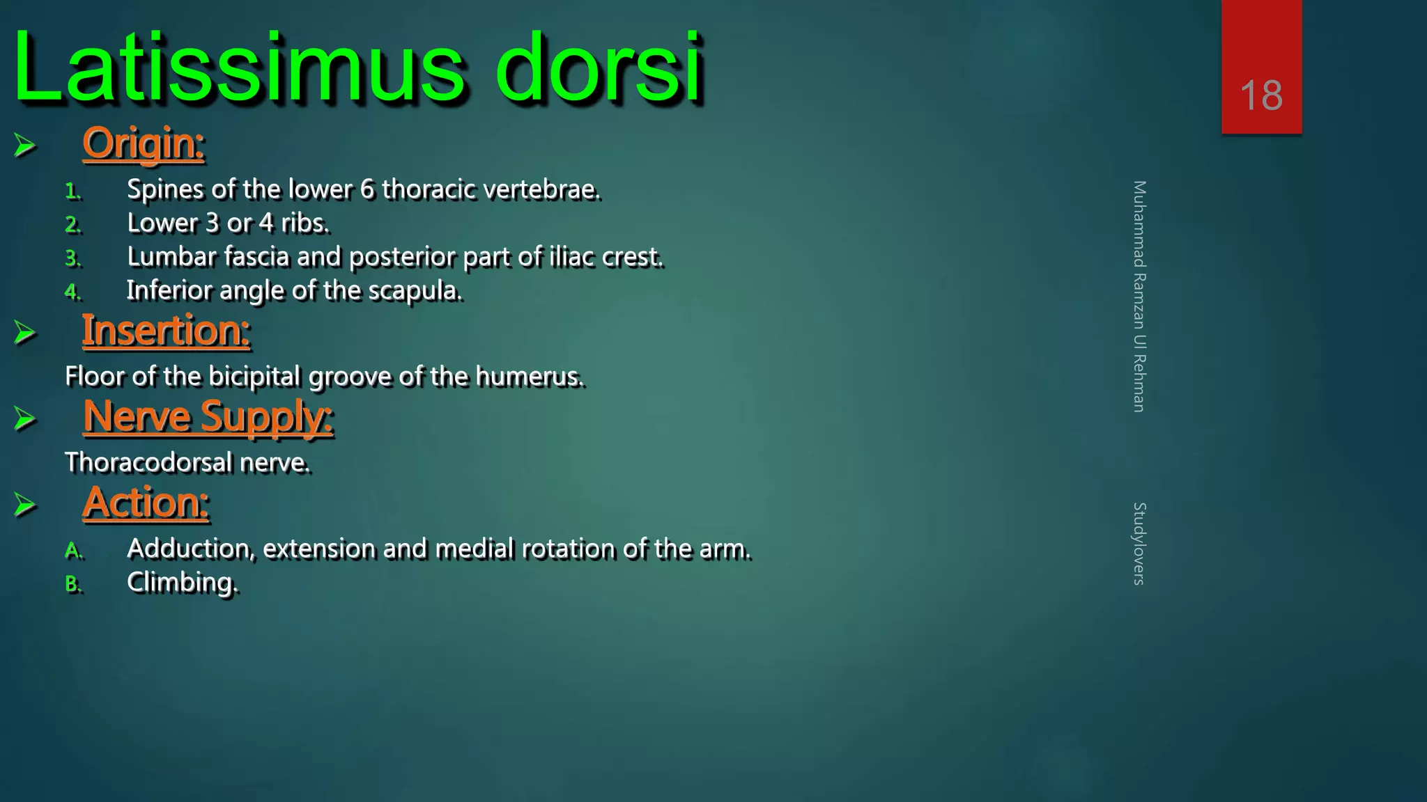 18 Latissimus dorsi 
 Origin: 
1. Spines of the lower 6 thoracic vertebrae. 
2. Lower 3 or 4 ribs. 
3. Lumbar fascia and posterior part of iliac crest. 
4. Inferior angle of the scapula. 
 Insertion: 
Floor of the bicipital groove of the humerus. 
 Nerve Supply: 
Thoracodorsal nerve. 
 Action: 
A. Adduction, extension and medial rotation of the arm. 
B. Climbing. 
 