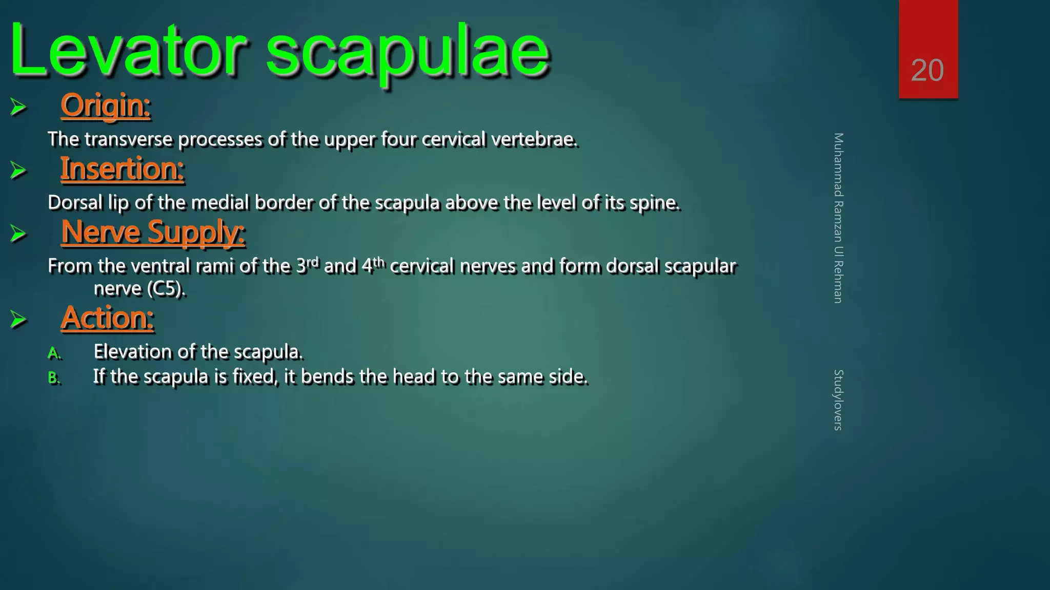 20 Levator scapulae 
 Origin: 
The transverse processes of the upper four cervical vertebrae. 
 Insertion: 
Dorsal lip of the medial border of the scapula above the level of its spine. 
 Nerve Supply: 
From the ventral rami of the 3rd and 4th cervical nerves and form dorsal scapular 
nerve (C5). 
 Action: 
A. Elevation of the scapula. 
B. If the scapula is fixed, it bends the head to the same side. 
 
