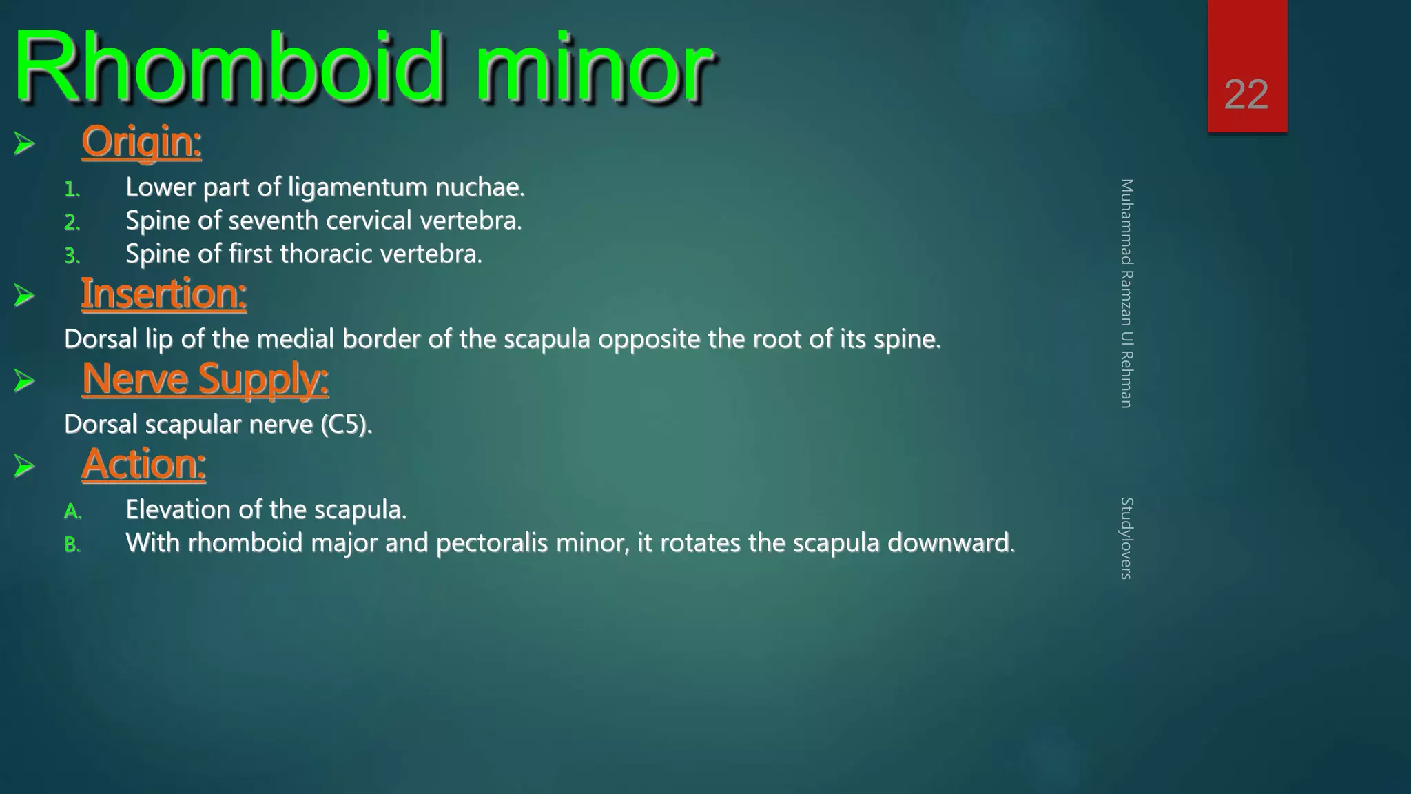 22 Rhomboid minor 
 Origin: 
1. Lower part of ligamentum nuchae. 
2. Spine of seventh cervical vertebra. 
3. Spine of first thoracic vertebra. 
 Insertion: 
Dorsal lip of the medial border of the scapula opposite the root of its spine. 
 Nerve Supply: 
Dorsal scapular nerve (C5). 
 Action: 
A. Elevation of the scapula. 
B. With rhomboid major and pectoralis minor, it rotates the scapula downward. 
 