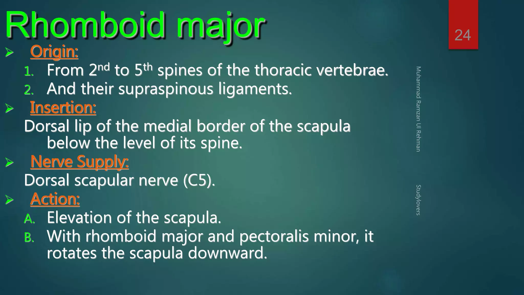 24 Rhomboid major 
 Origin: 
1. From 2nd to 5th spines of the thoracic vertebrae. 
2. And their supraspinous ligaments. 
 Insertion: 
Dorsal lip of the medial border of the scapula 
below the level of its spine. 
 Nerve Supply: 
Dorsal scapular nerve (C5). 
 Action: 
A. Elevation of the scapula. 
B. With rhomboid major and pectoralis minor, it 
rotates the scapula downward. 
 