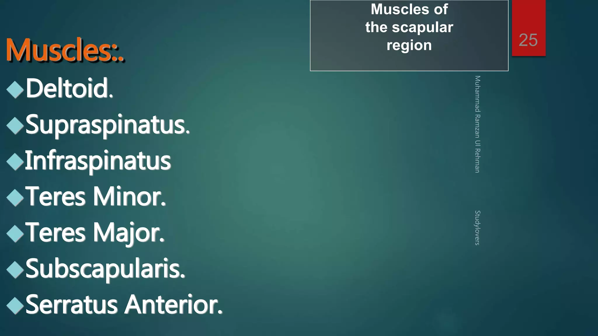 25 
Muscles:. 
Deltoid. 
Supraspinatus. 
Infraspinatus 
Teres Minor. 
Teres Major. 
Subscapularis. 
Serratus Anterior. 
Muscles of 
the scapular 
region 
 