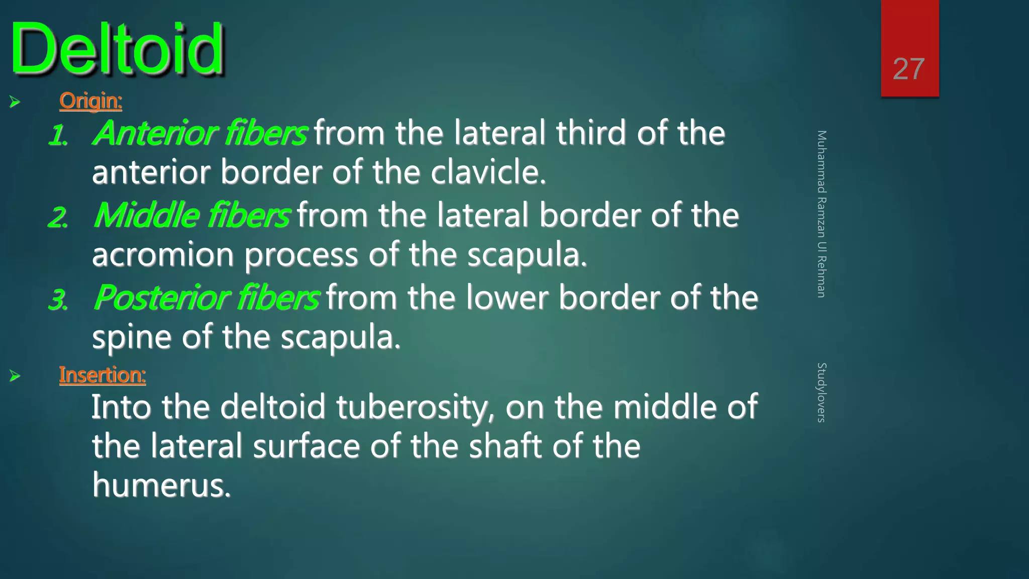 27 Deltoid 
 Origin: 
1. Anterior fibers from the lateral third of the 
anterior border of the clavicle. 
2. Middle fibers from the lateral border of the 
acromion process of the scapula. 
3. Posterior fibers from the lower border of the 
spine of the scapula. 
 Insertion: 
Into the deltoid tuberosity, on the middle of 
the lateral surface of the shaft of the 
humerus. 
 