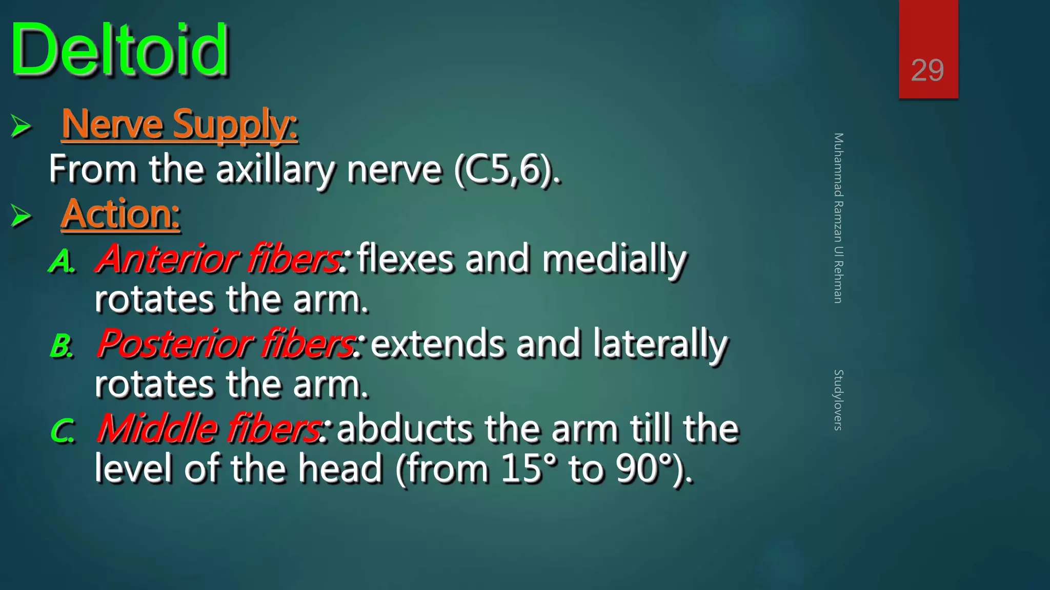 29 Deltoid 
 Nerve Supply: 
From the axillary nerve (C5,6). 
 Action: 
A. Anterior fibers: flexes and medially 
rotates the arm. 
B. Posterior fibers: extends and laterally 
rotates the arm. 
C. Middle fibers: abducts the arm till the 
level of the head (from 15° to 90°). 
 
